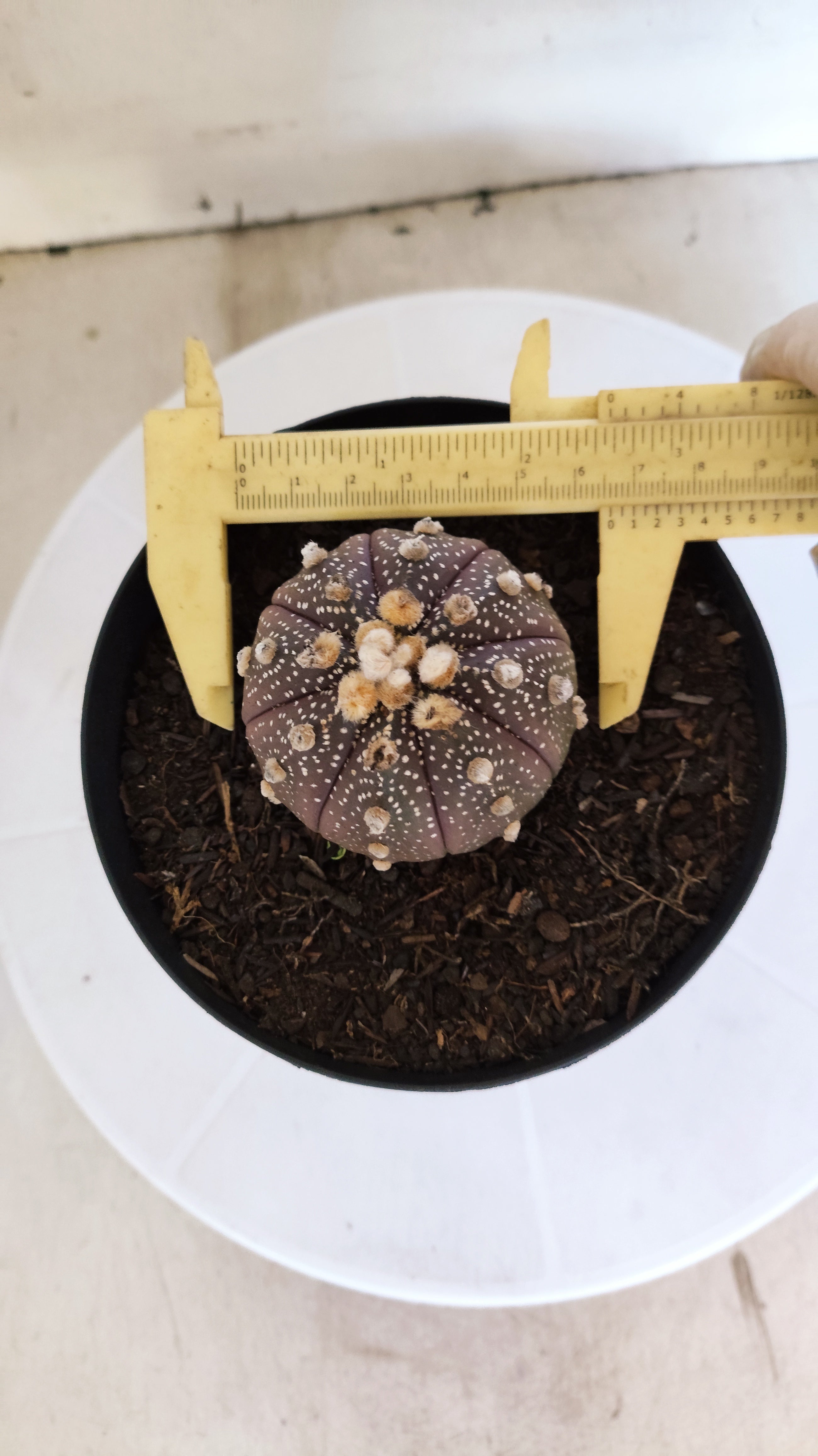 ASTROPHYTUM ASTERIAS “Purple”  Nº 66 – vaso 15