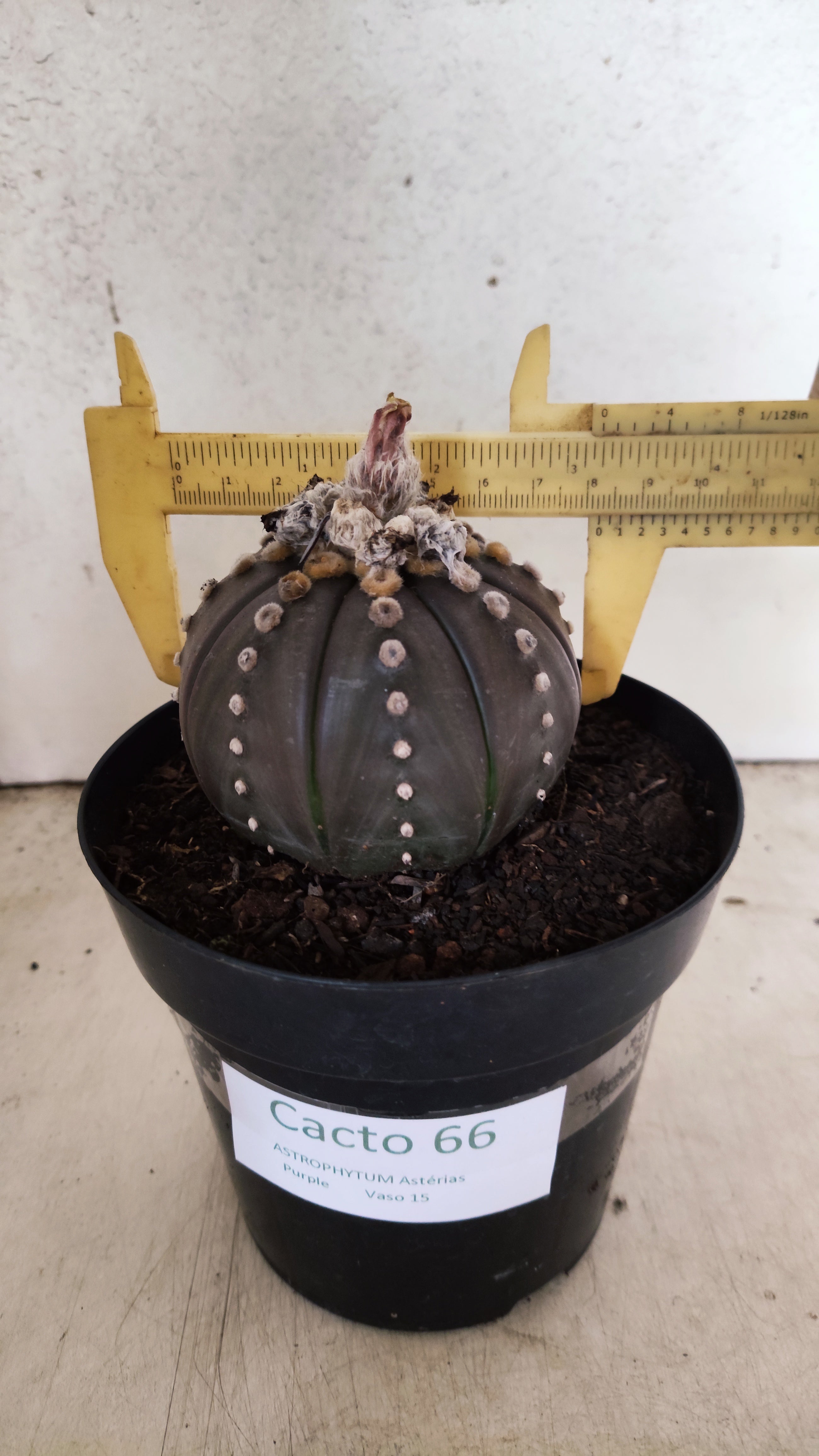 MATRIZ ASTROPHYTUM ASTERIAS “Purple”  Nº 66 – vaso 15