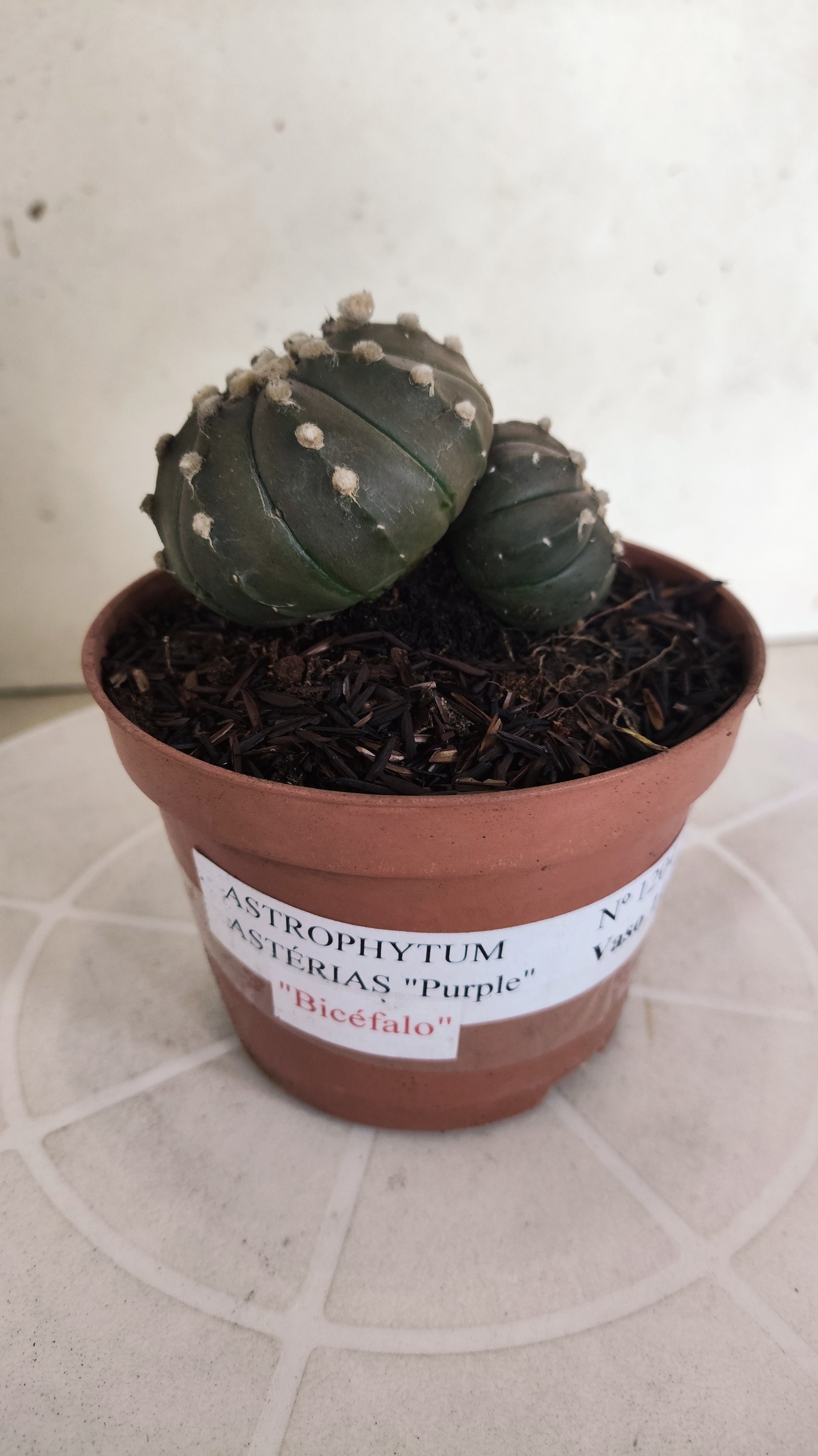 ASTROPHYTUM ASTERIAS BICÉFALO “Purple”  Nº 1204 – vaso 11