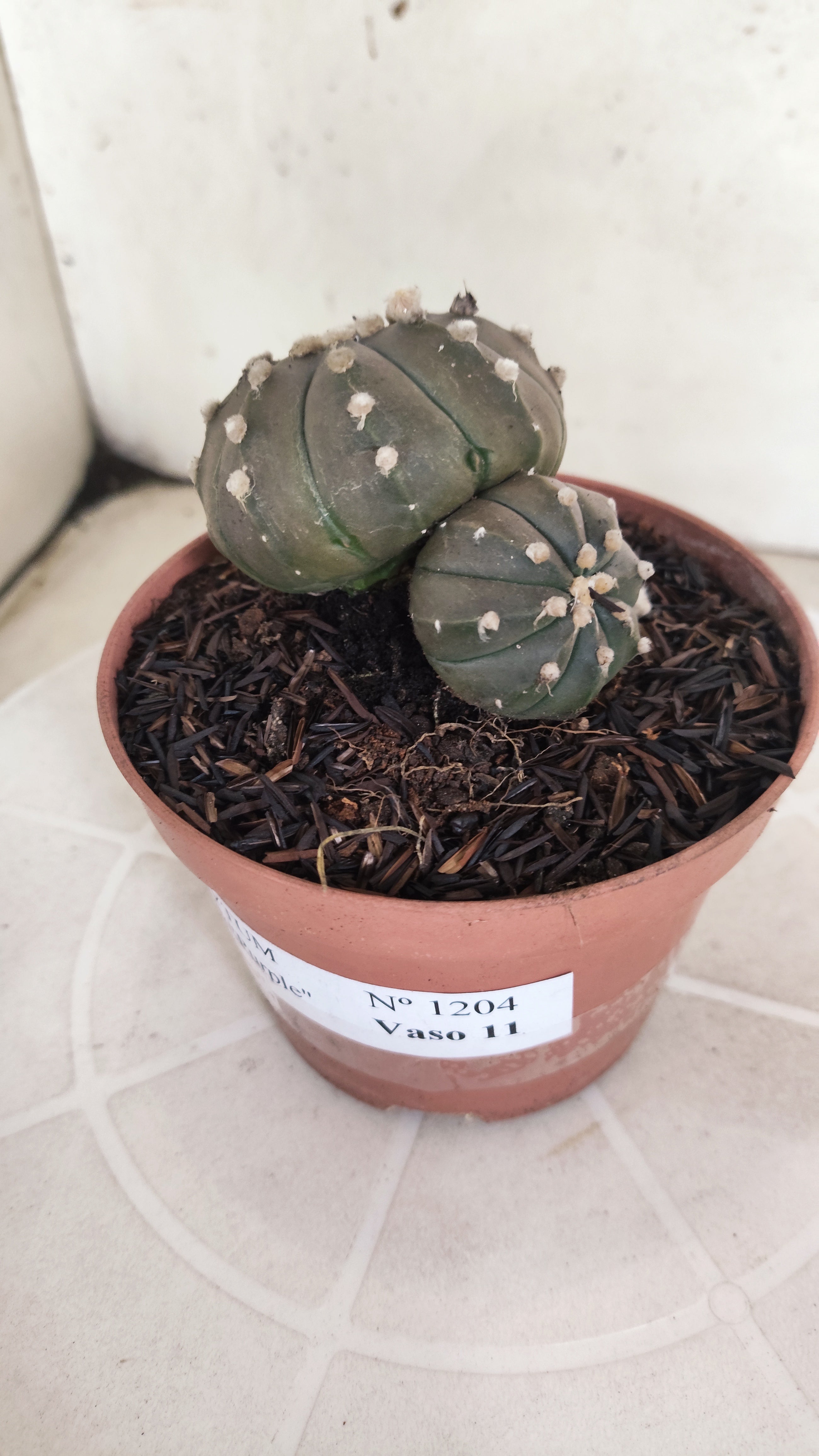 ASTROPHYTUM ASTERIAS BICÉFALO “Purple”  Nº 1204 – vaso 11