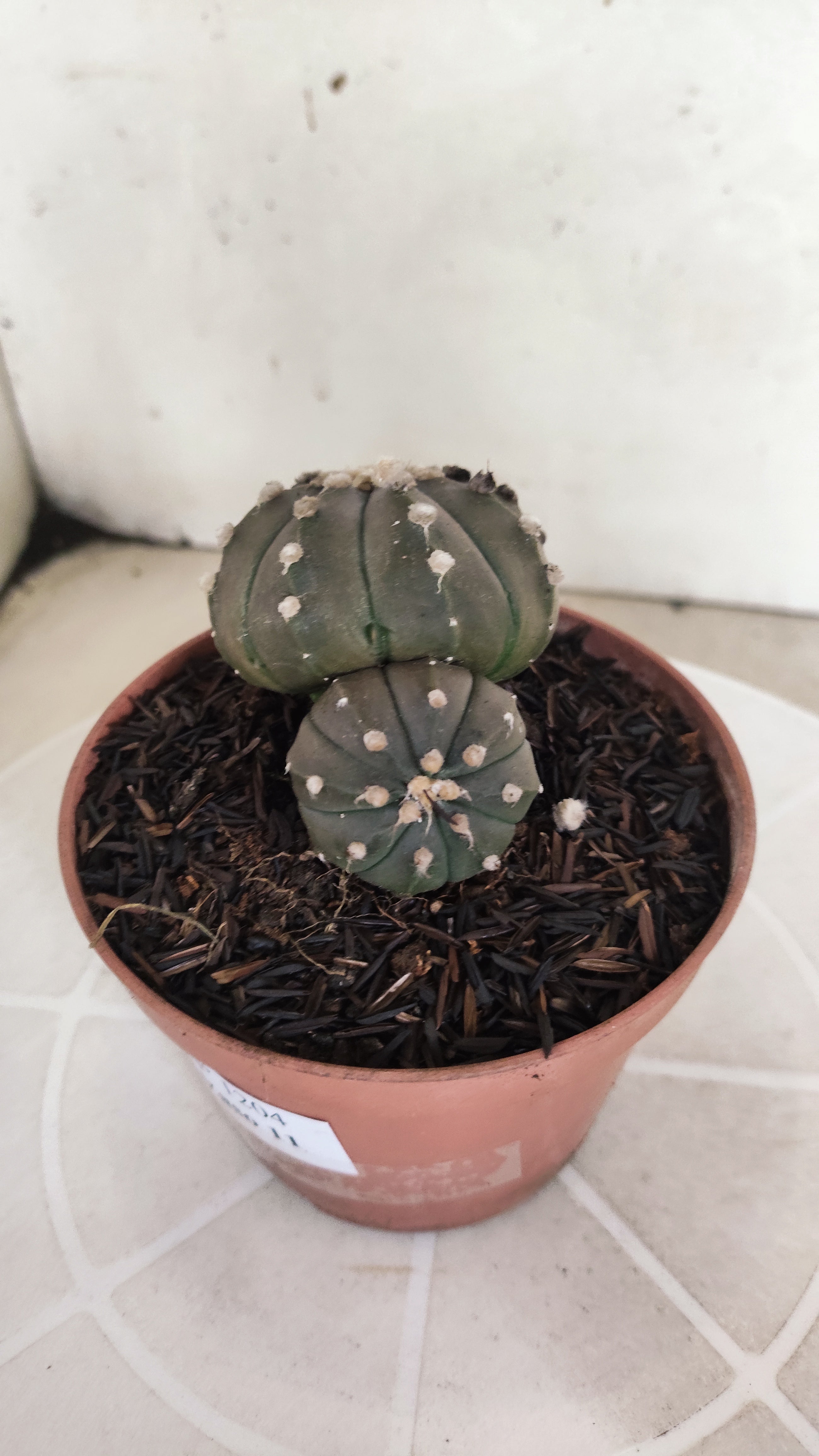 ASTROPHYTUM ASTERIAS BICÉFALO “Purple”  Nº 1204 – vaso 11