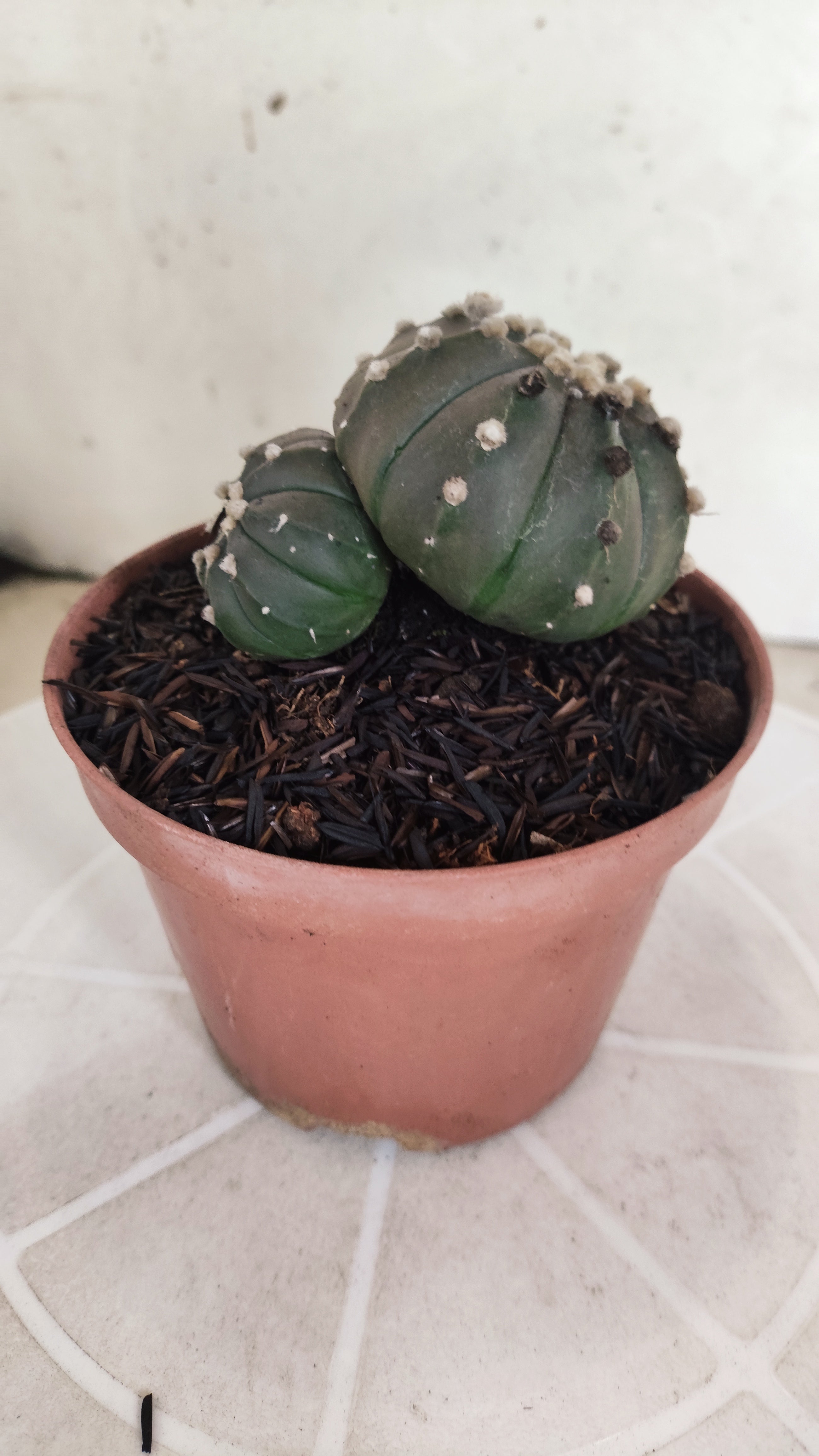 ASTROPHYTUM ASTERIAS BICÉFALO “Purple”  Nº 1204 – vaso 11