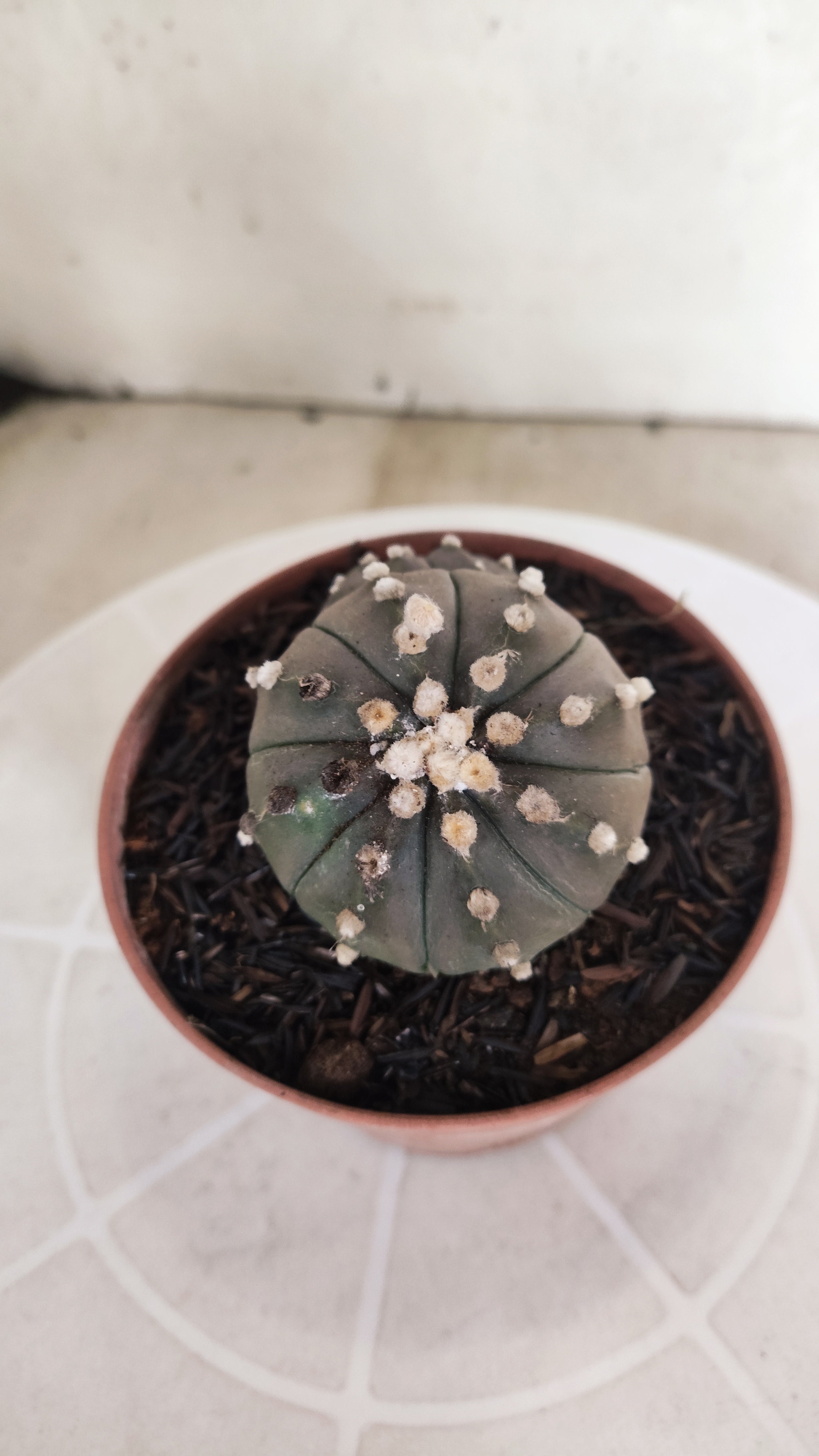 ASTROPHYTUM ASTERIAS BICÉFALO “Purple”  Nº 1204 – vaso 11