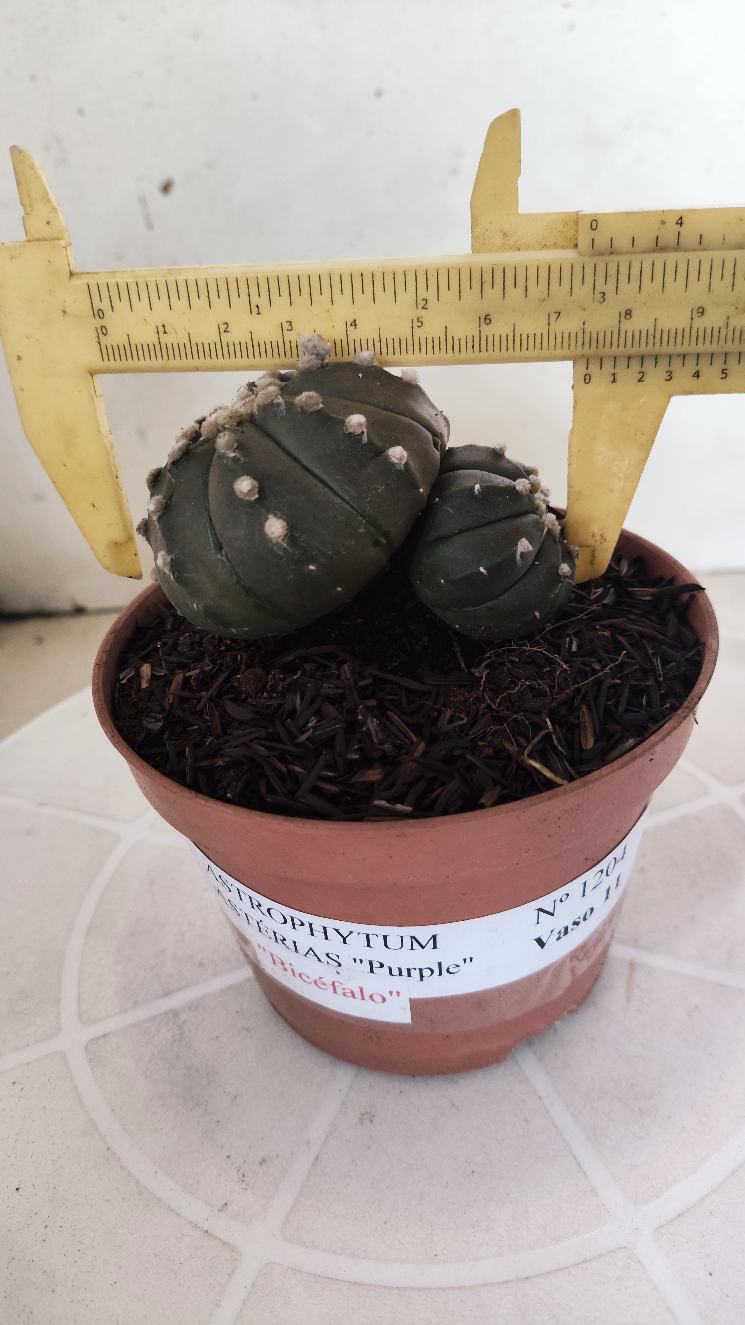 ASTROPHYTUM ASTERIAS BICÉFALO “Purple”  Nº 1204 – vaso 11