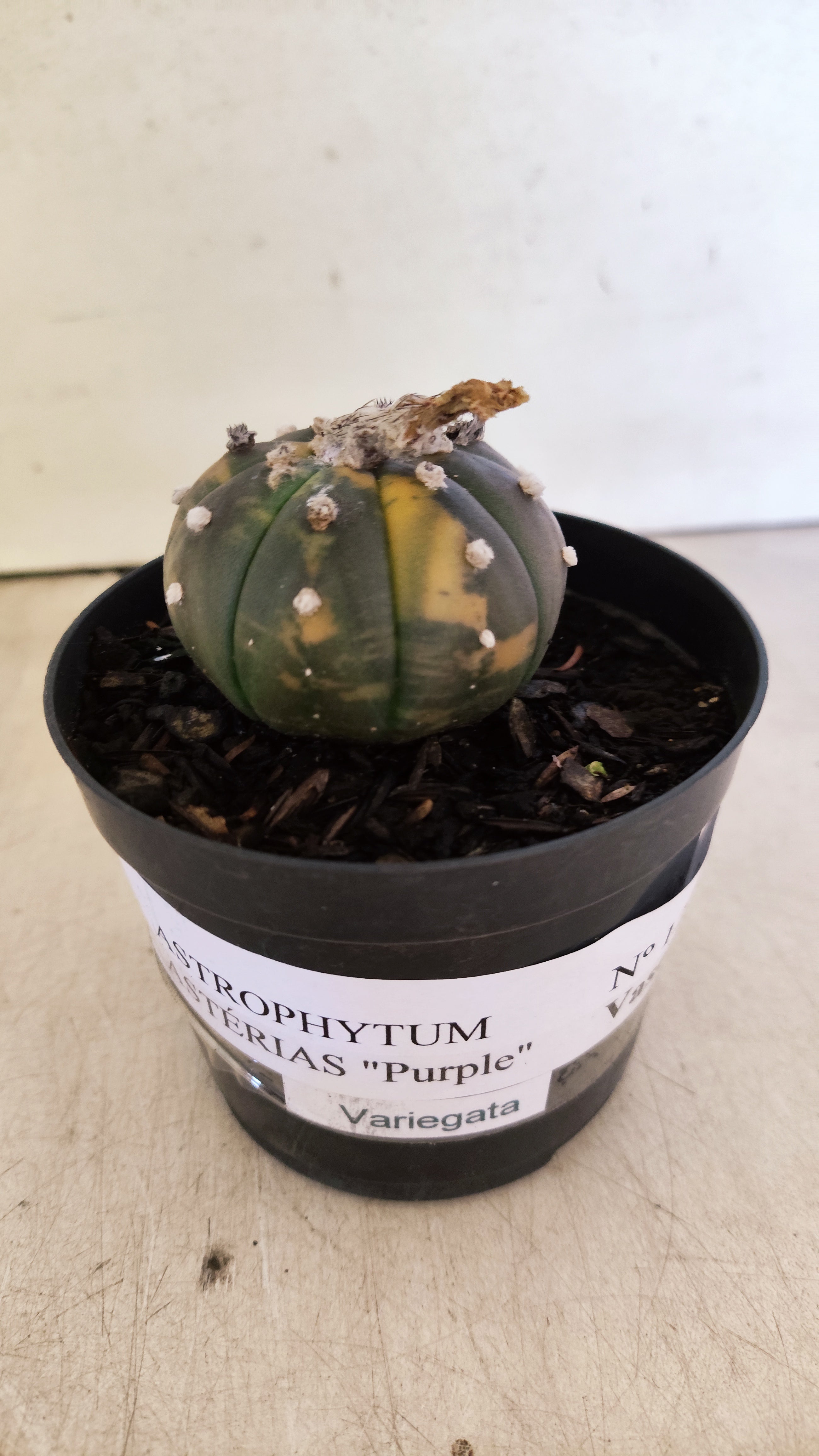 ASTROPHYTUM ASTERIAS “Purple - VARIEGATA”  Nº 1200 – vaso 09
