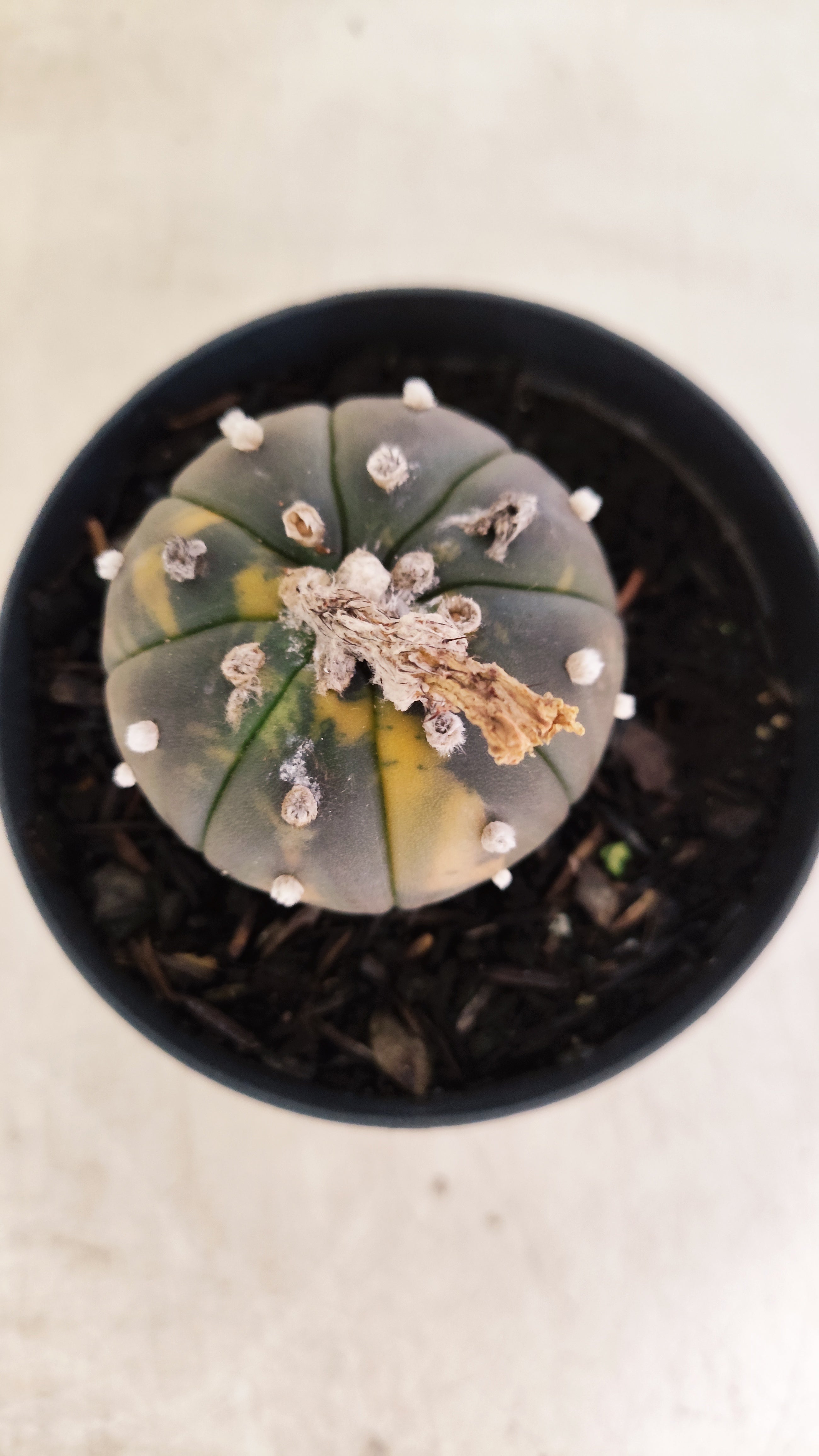 ASTROPHYTUM ASTERIAS “Purple - VARIEGATA”  Nº 1200 – vaso 09