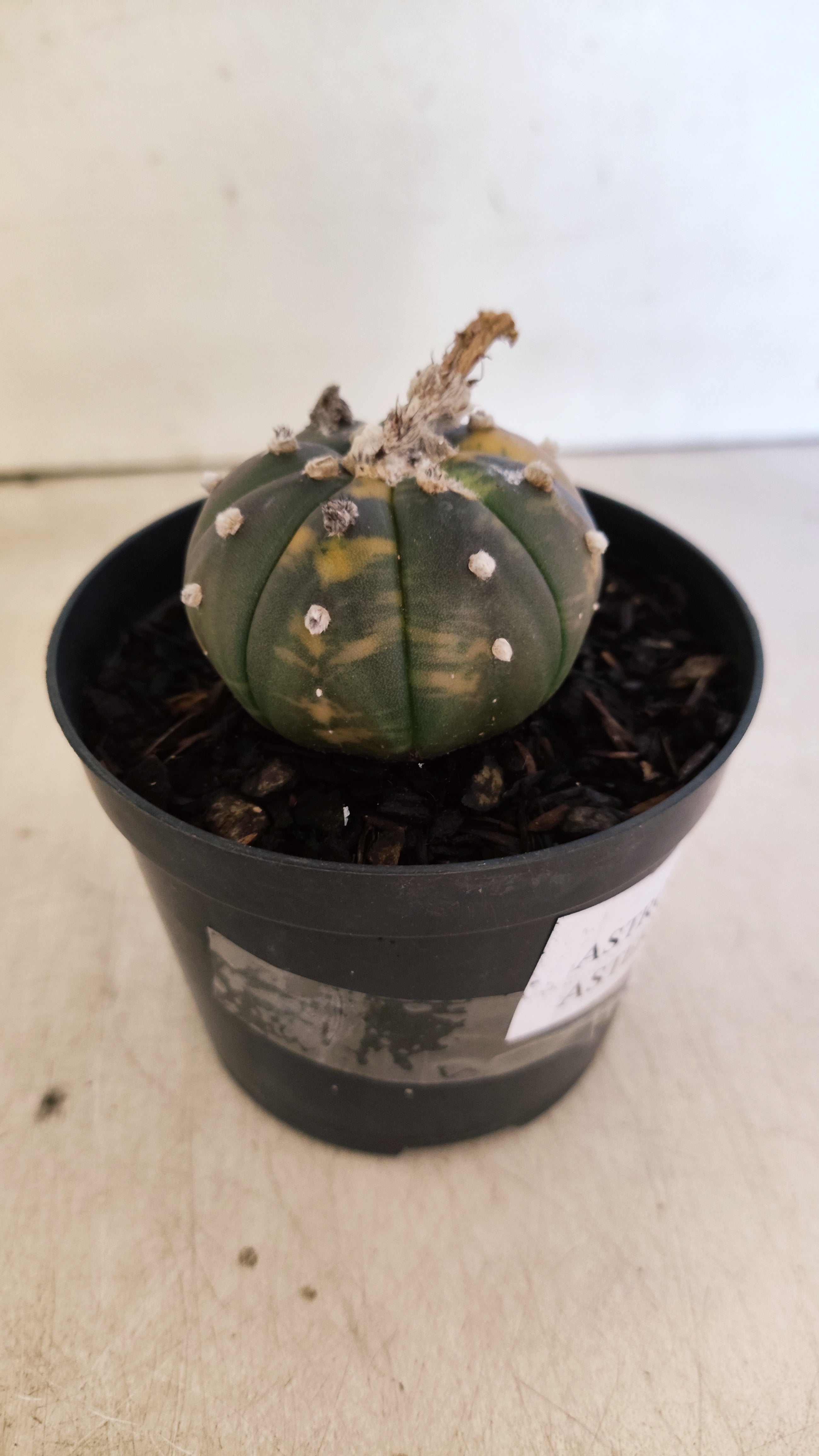 ASTROPHYTUM ASTERIAS “Purple - VARIEGATA”  Nº 1200 – vaso 09