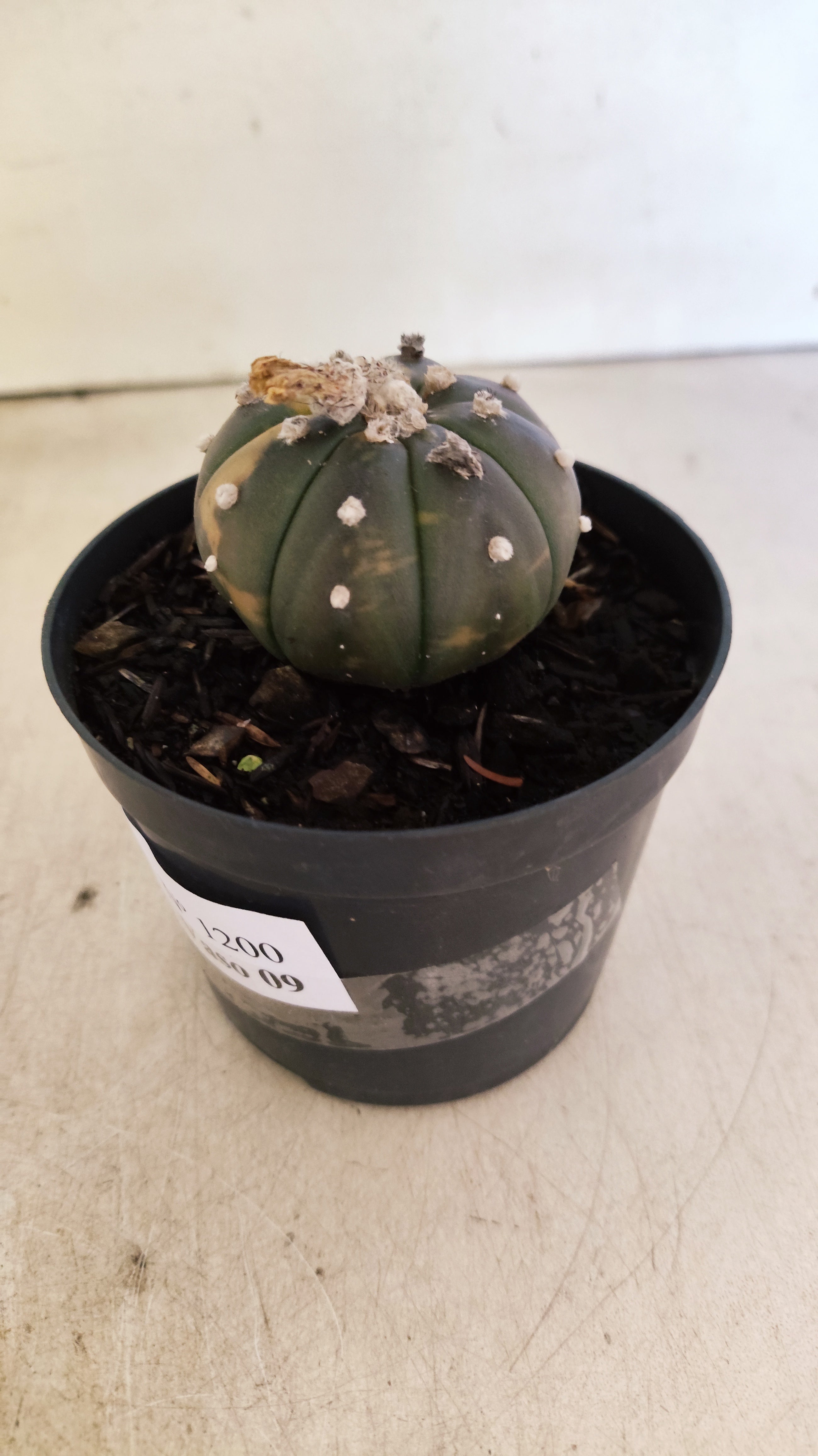 ASTROPHYTUM ASTERIAS “Purple - VARIEGATA”  Nº 1200 – vaso 09