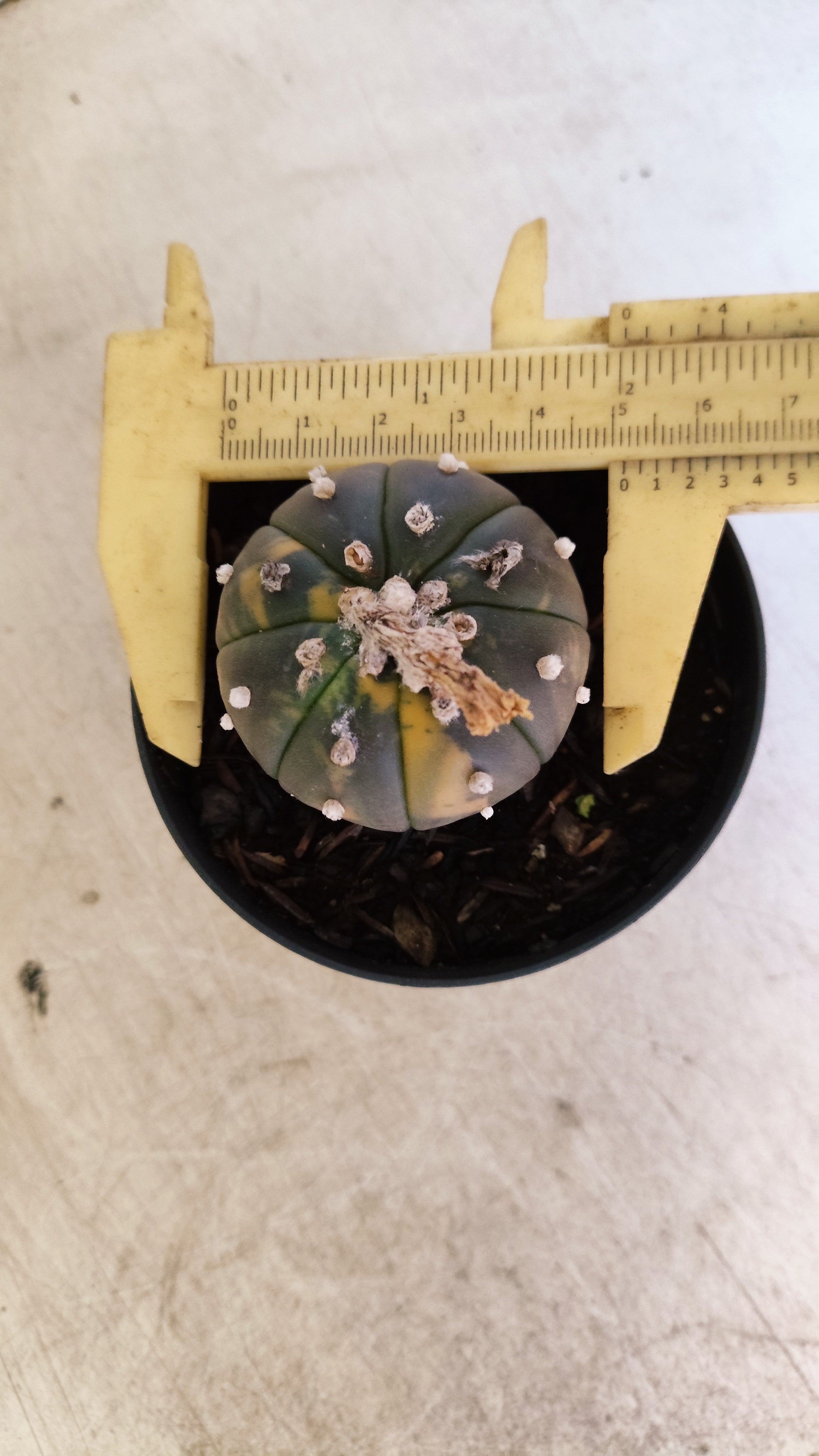 ASTROPHYTUM ASTERIAS “Purple - VARIEGATA”  Nº 1200 – vaso 09