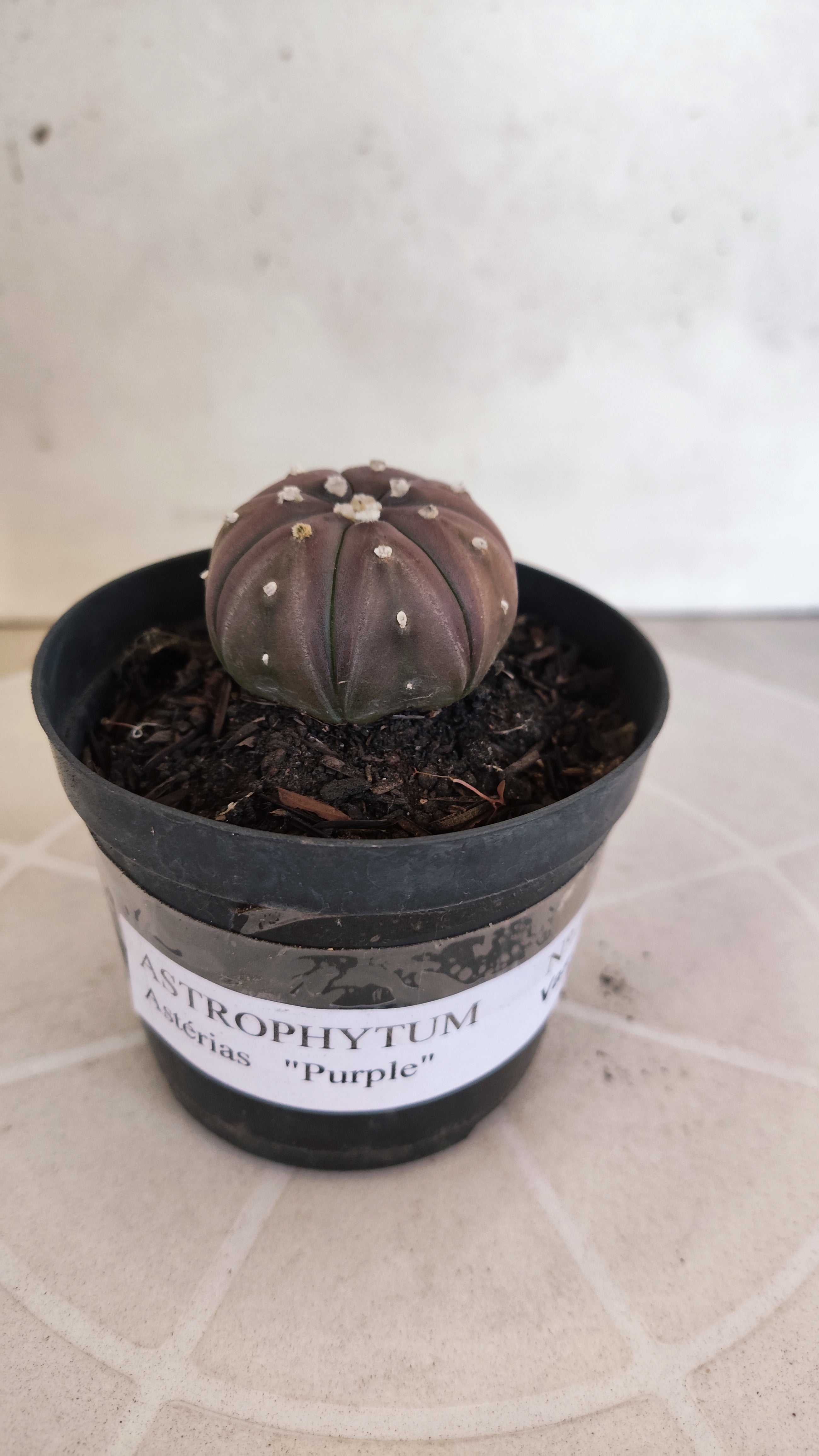 ASTROPHYTUM ASTERIAS “Purple”  Nº 1260 – vaso 09