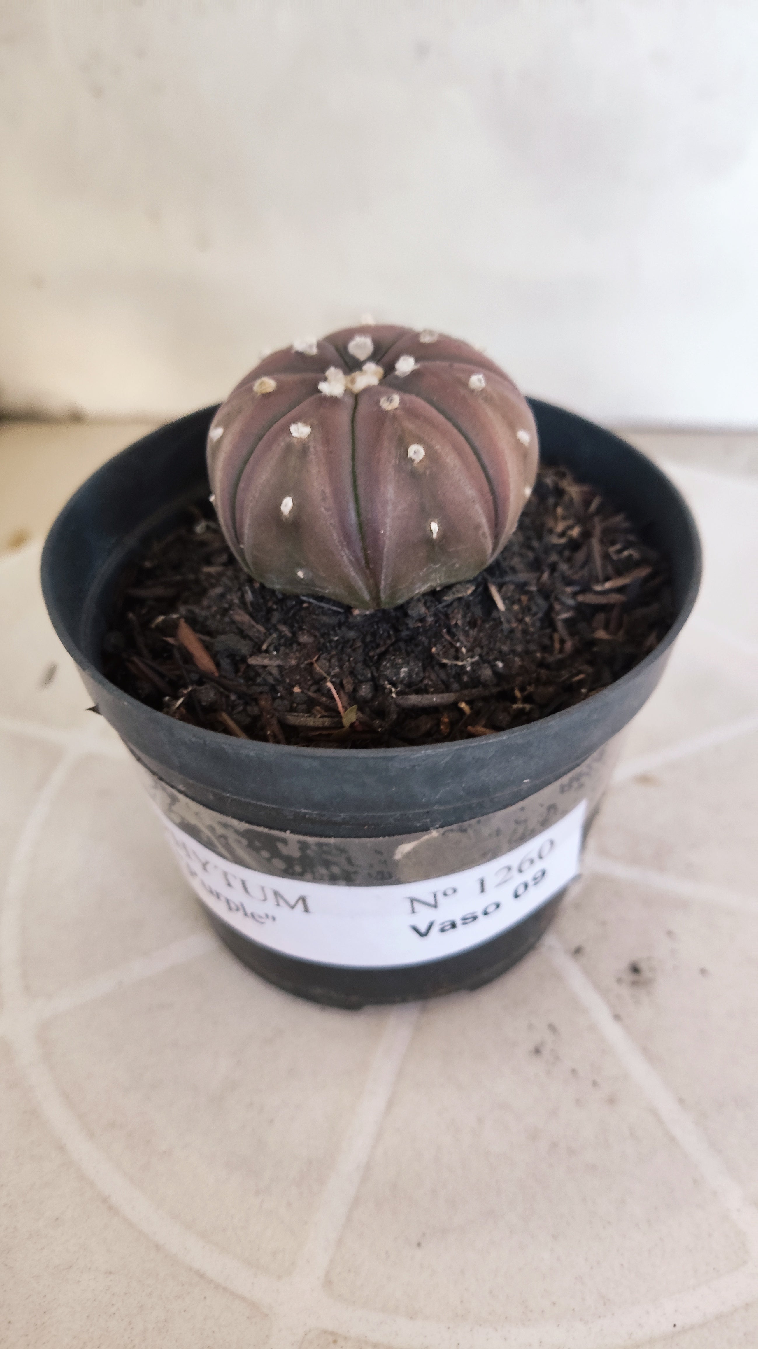 ASTROPHYTUM ASTERIAS “Purple”  Nº 1260 – vaso 09