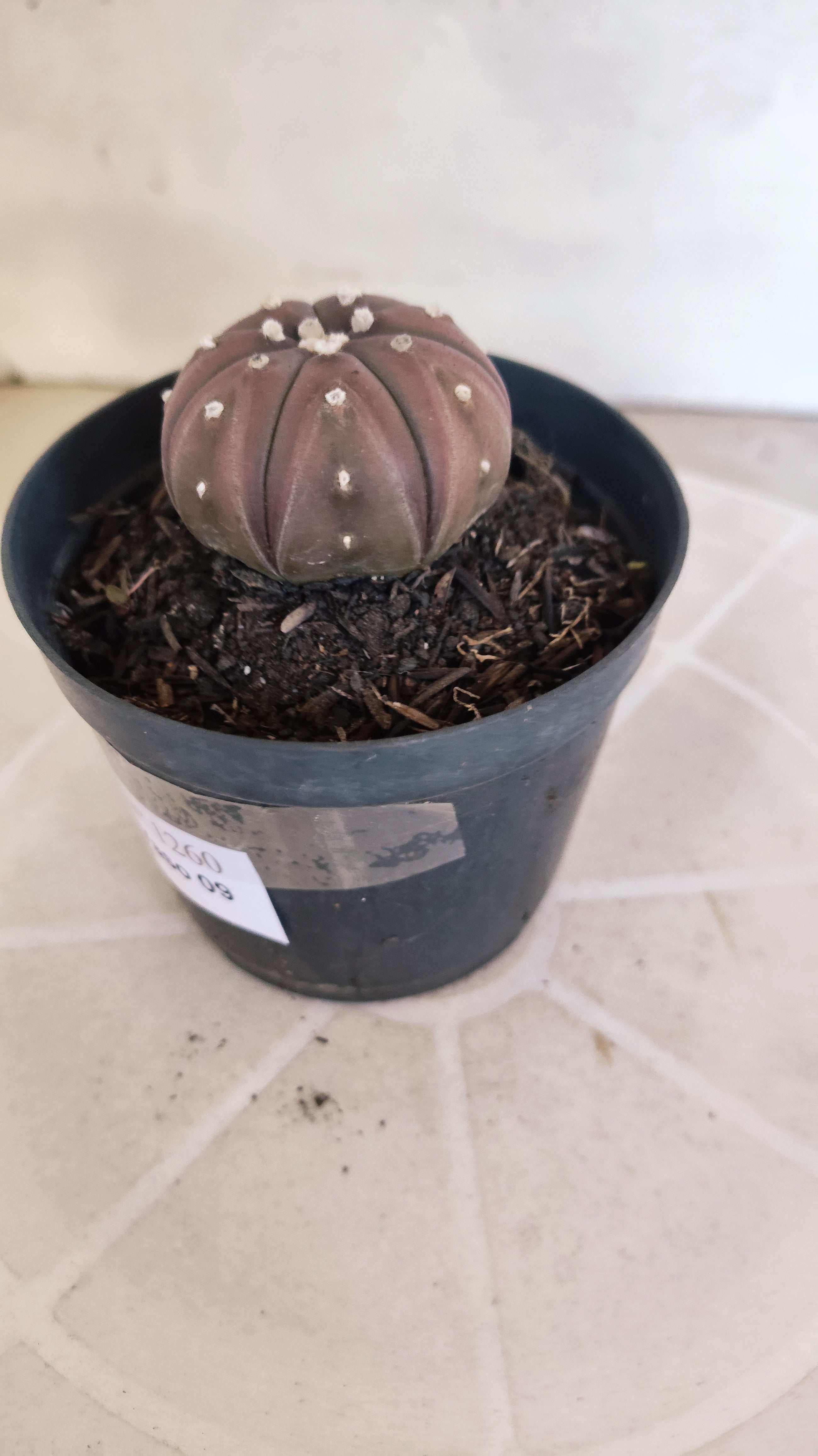 ASTROPHYTUM ASTERIAS “Purple”  Nº 1260 – vaso 09