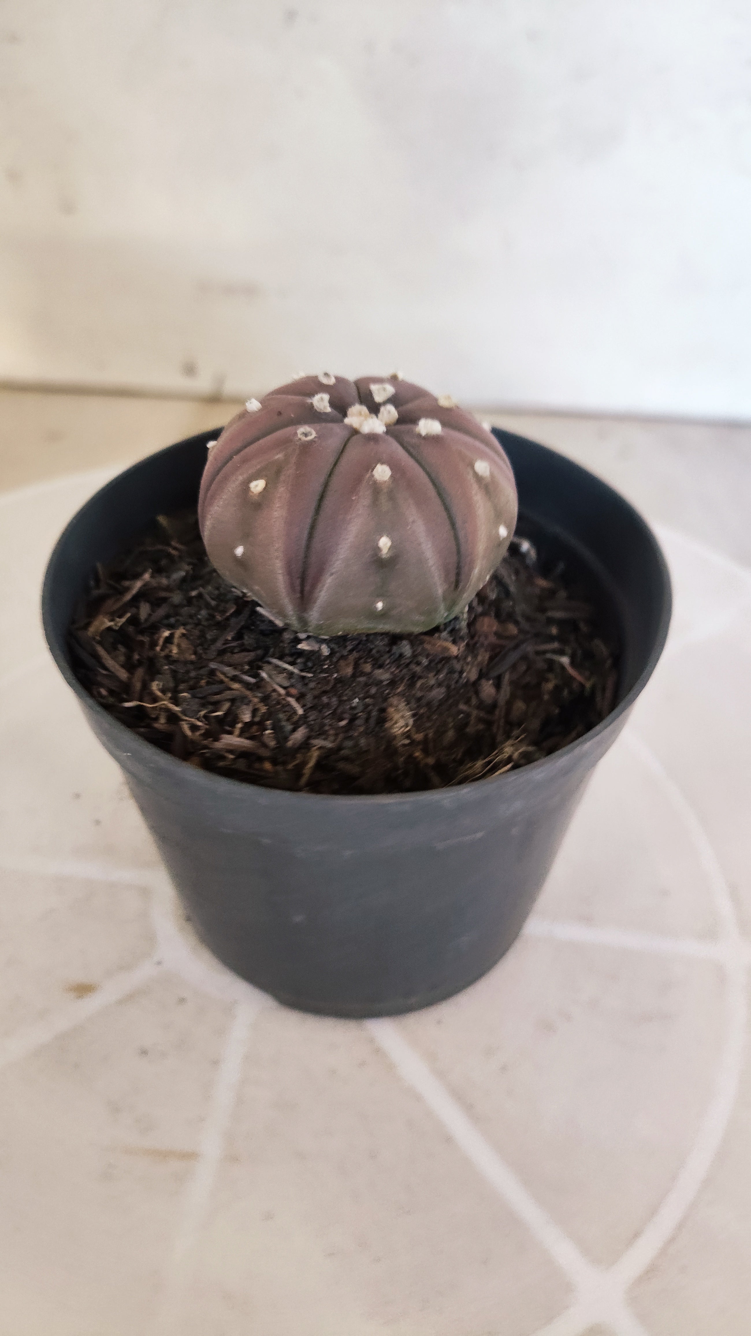 ASTROPHYTUM ASTERIAS “Purple”  Nº 1260 – vaso 09