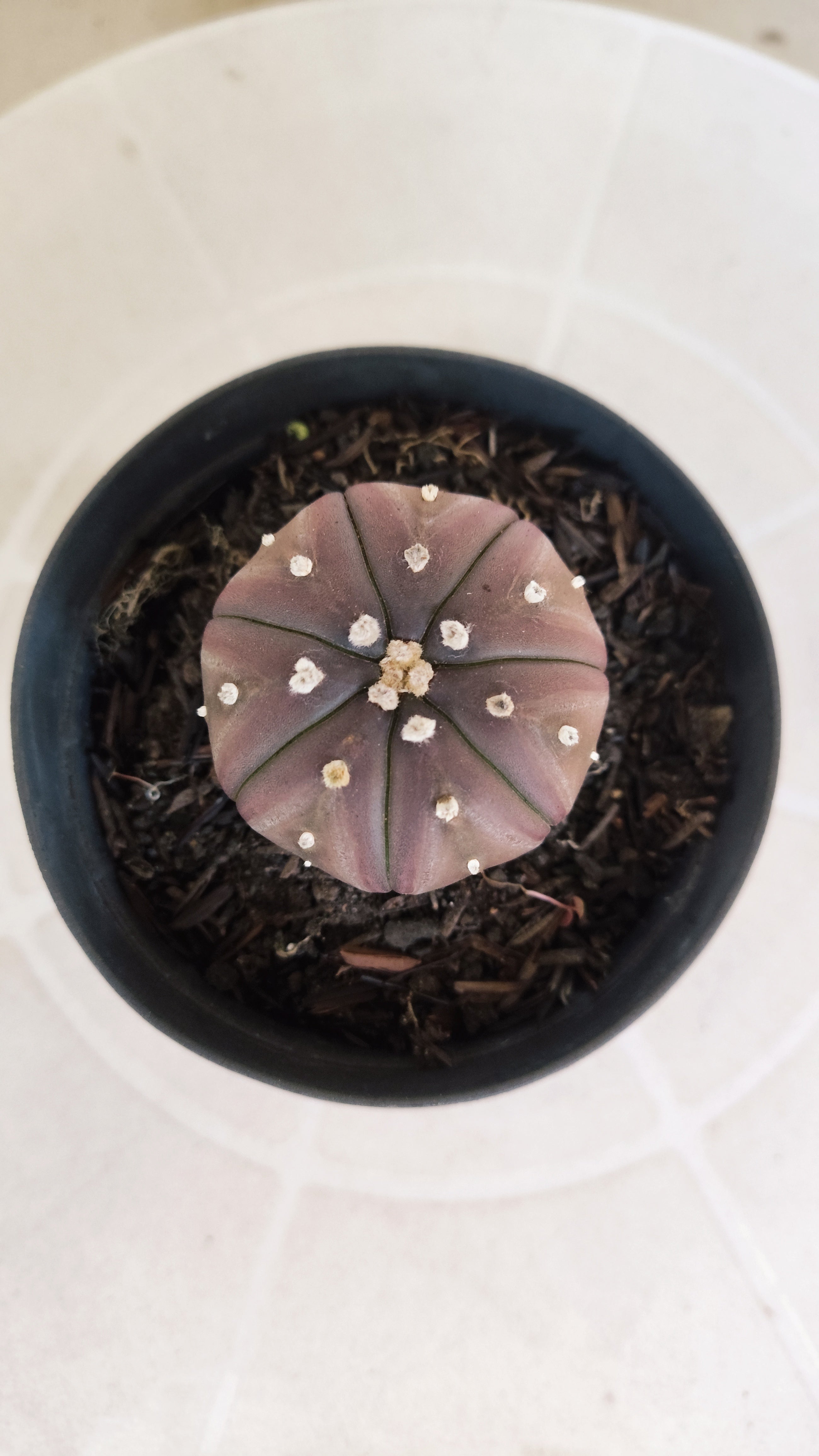 ASTROPHYTUM ASTERIAS “Purple”  Nº 1260 – vaso 09
