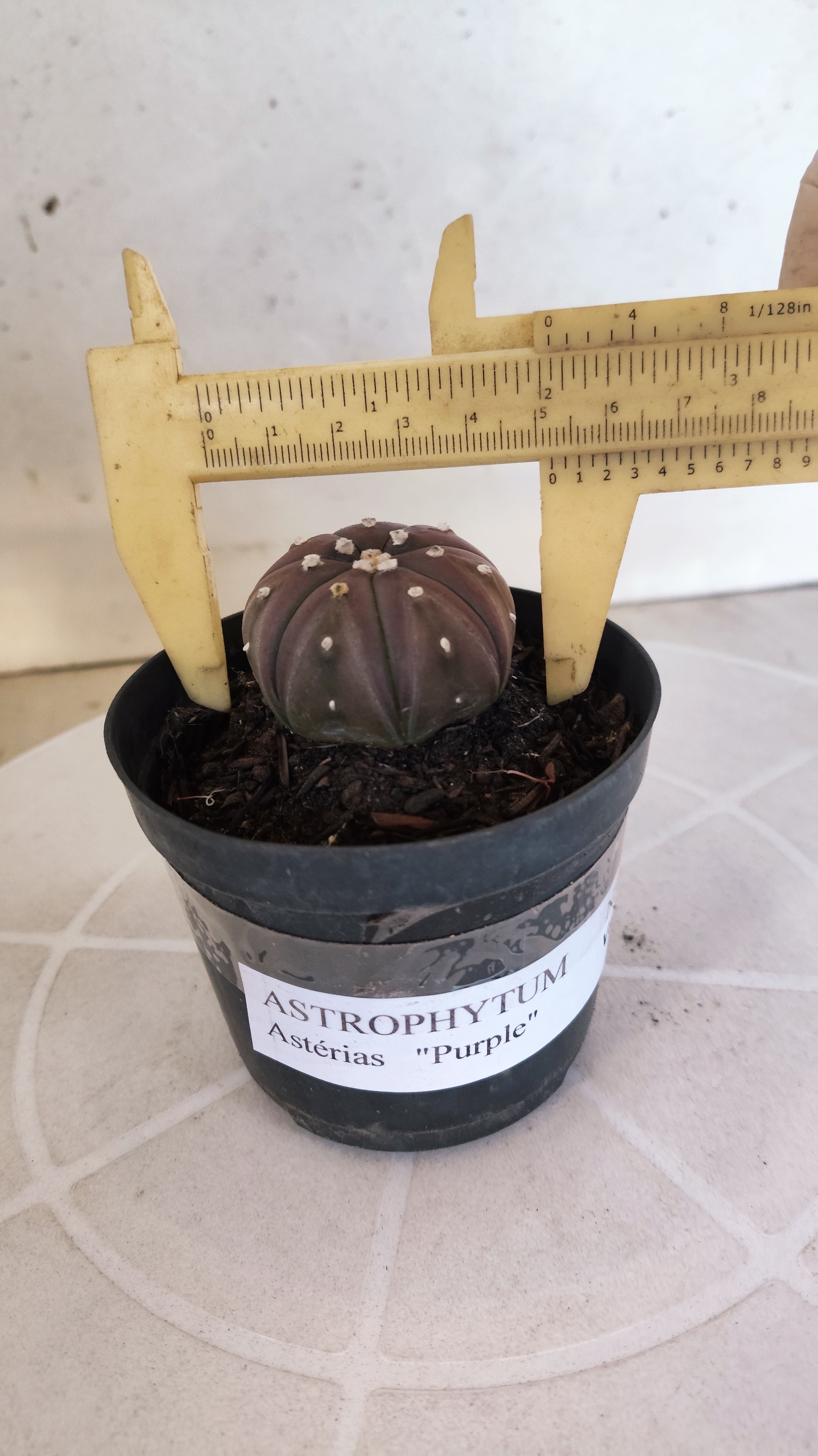 ASTROPHYTUM ASTERIAS “Purple”  Nº 1260 – vaso 09