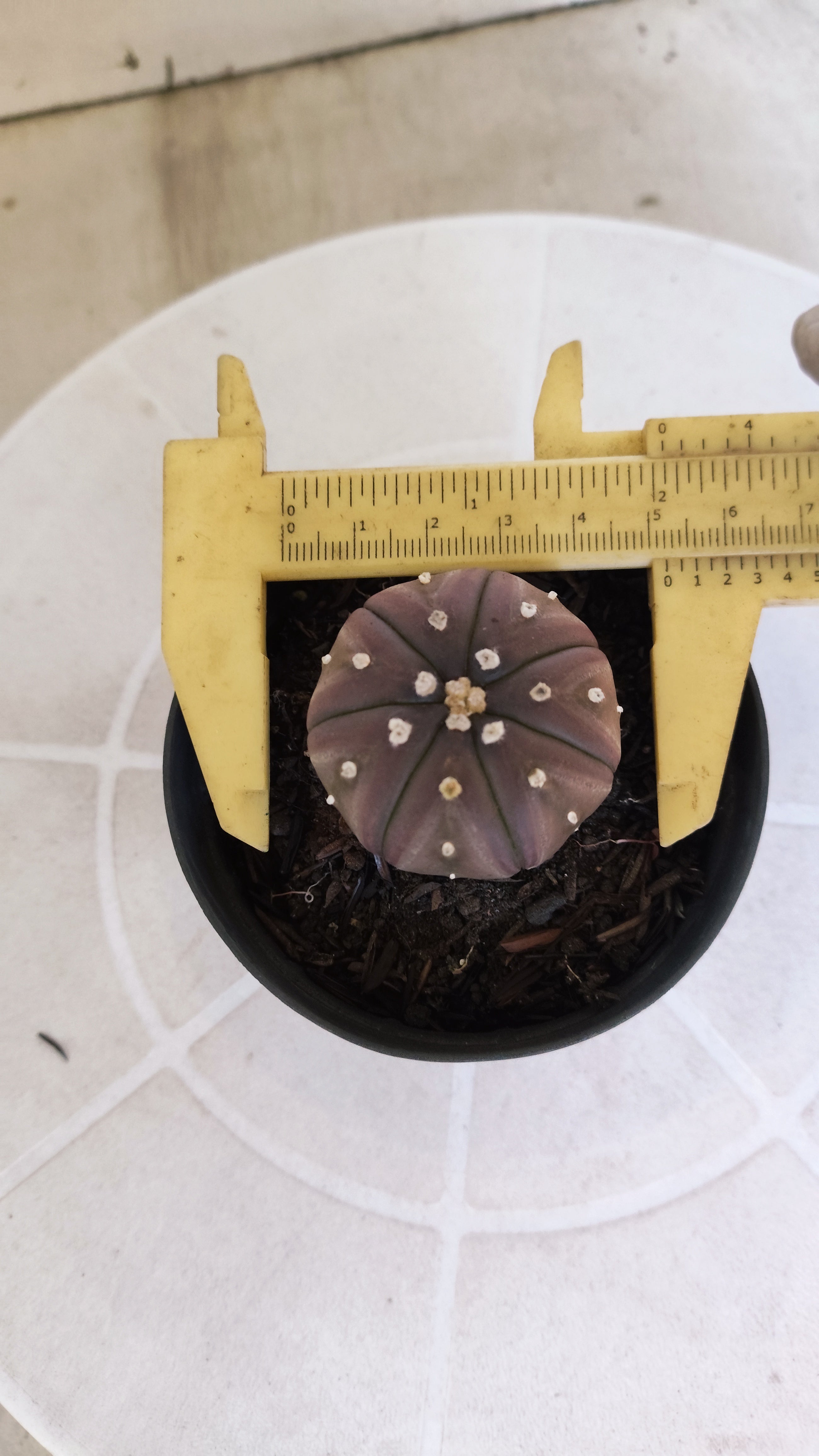 ASTROPHYTUM ASTERIAS “Purple”  Nº 1260 – vaso 09