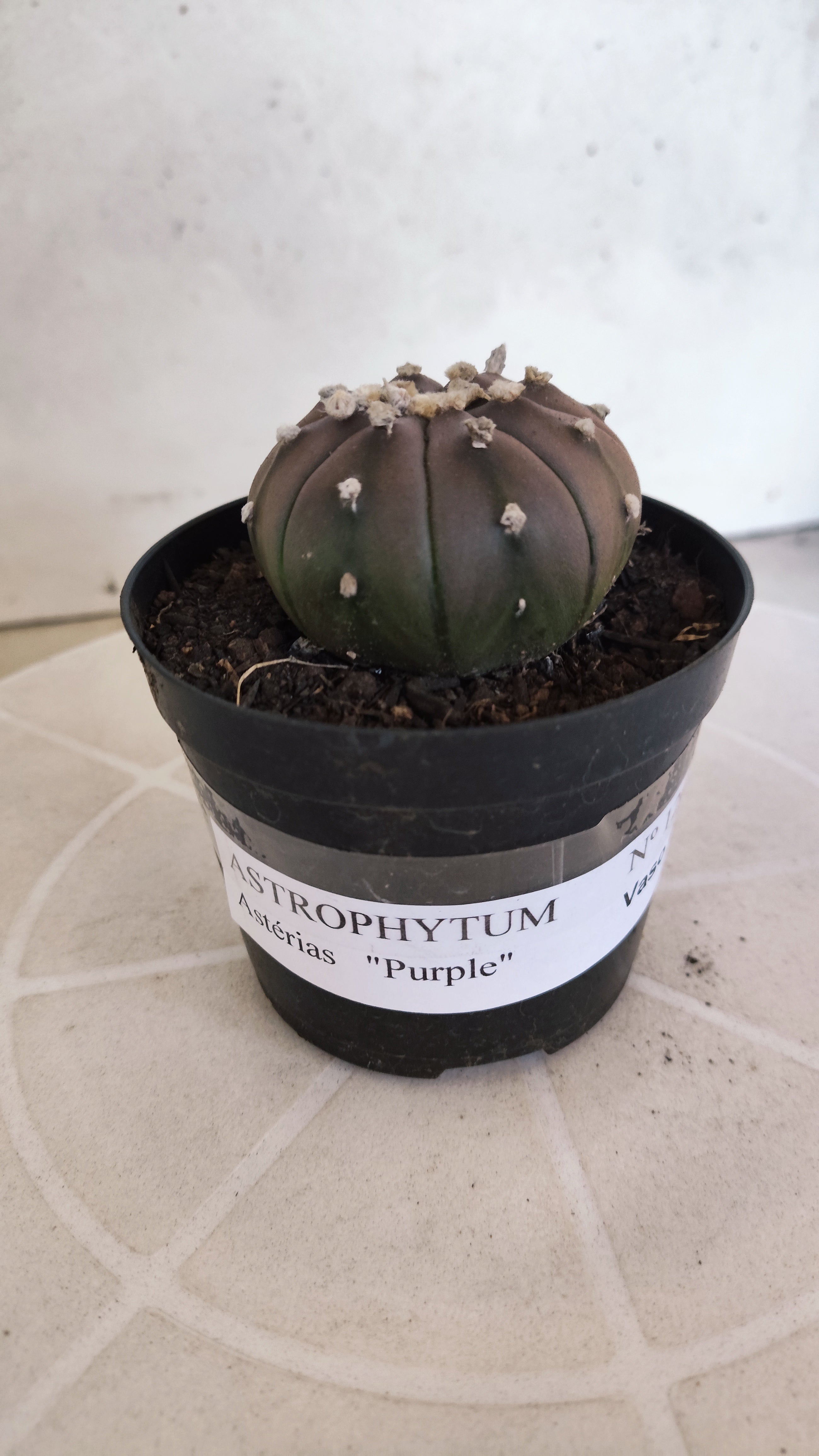 ASTROPHYTUM ASTERIAS “Purple”  Nº 1261 – vaso 09