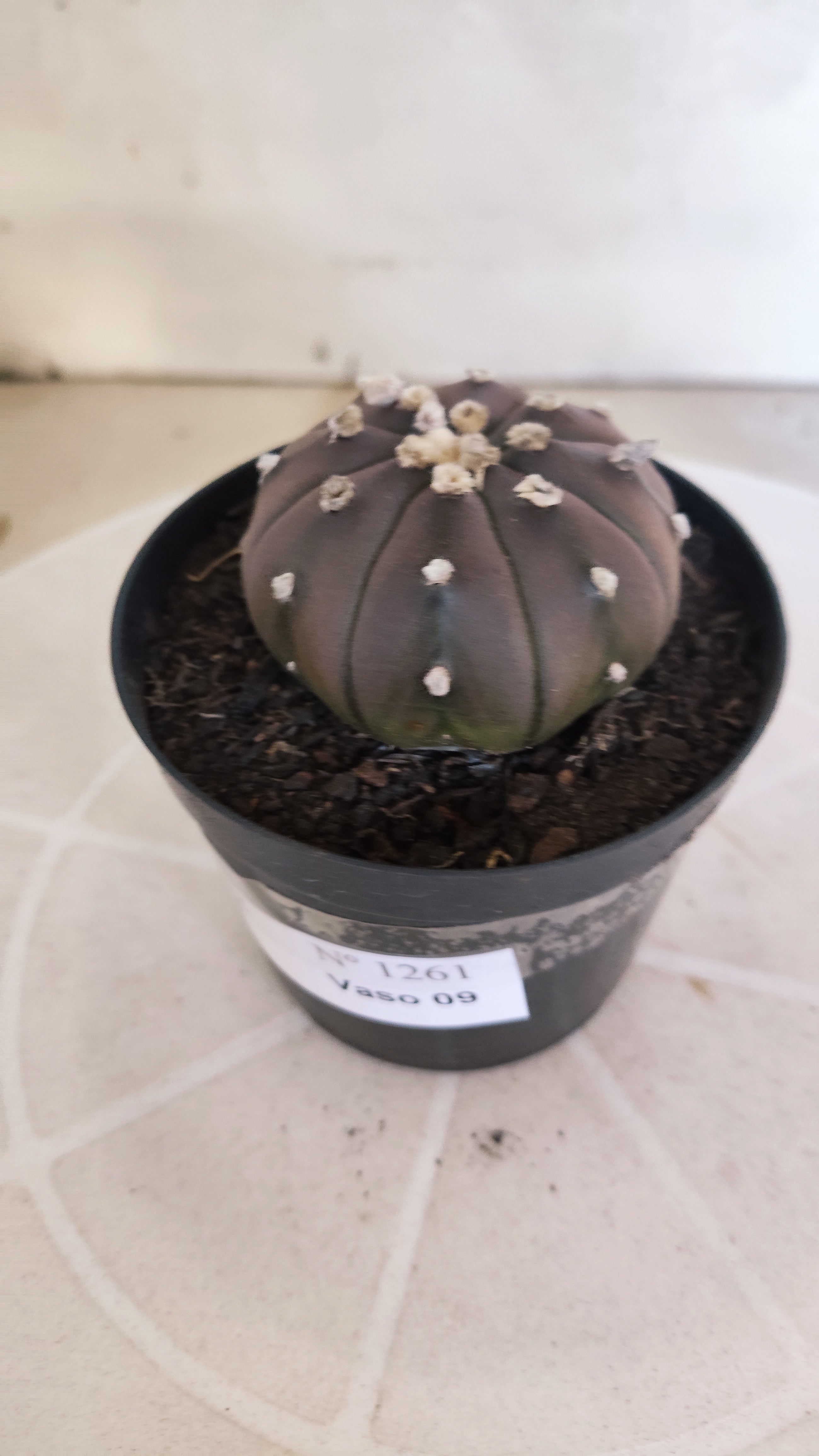 ASTROPHYTUM ASTERIAS “Purple”  Nº 1261 – vaso 09