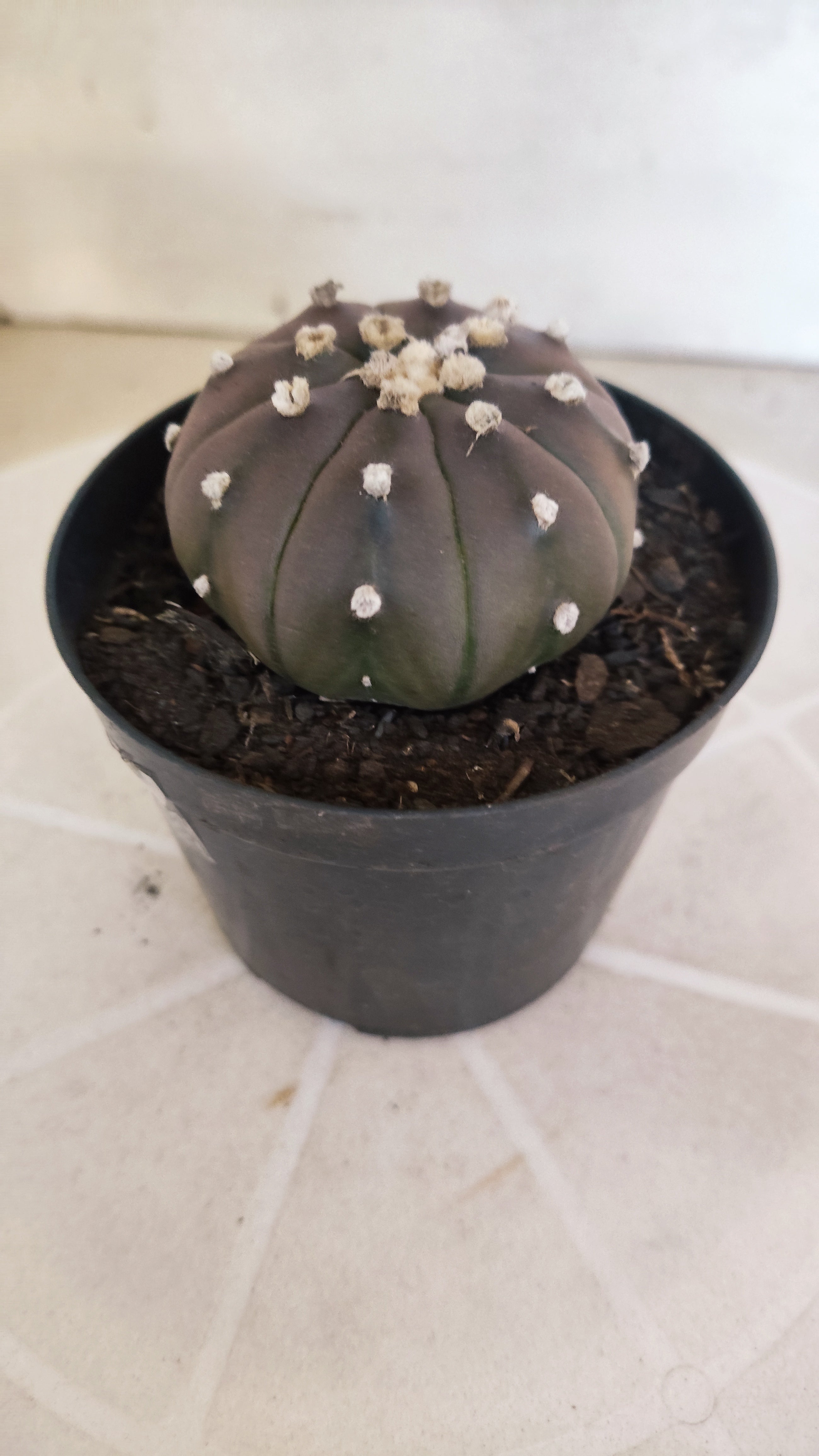 ASTROPHYTUM ASTERIAS “Purple”  Nº 1261 – vaso 09