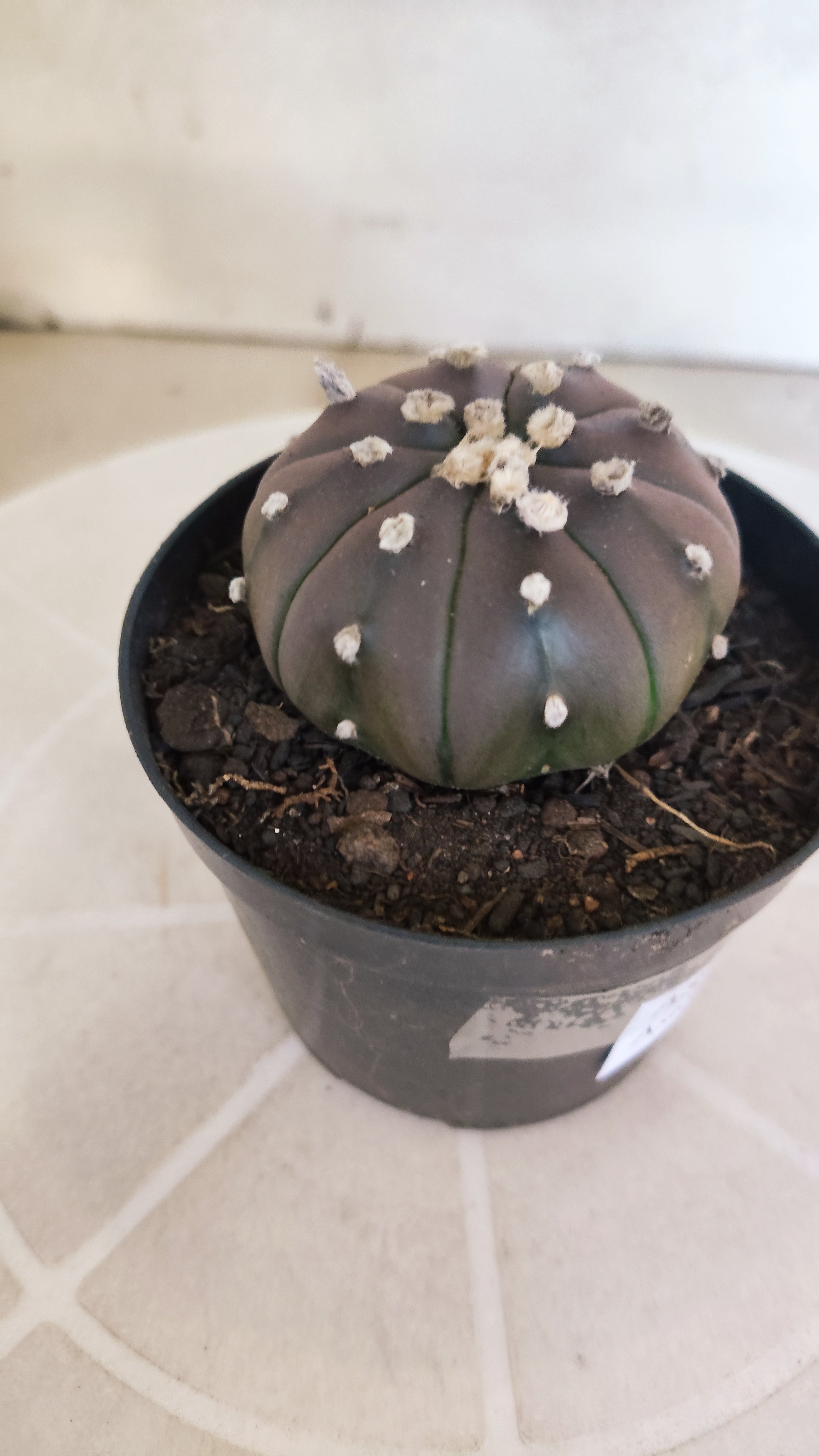 ASTROPHYTUM ASTERIAS “Purple”  Nº 1261 – vaso 09