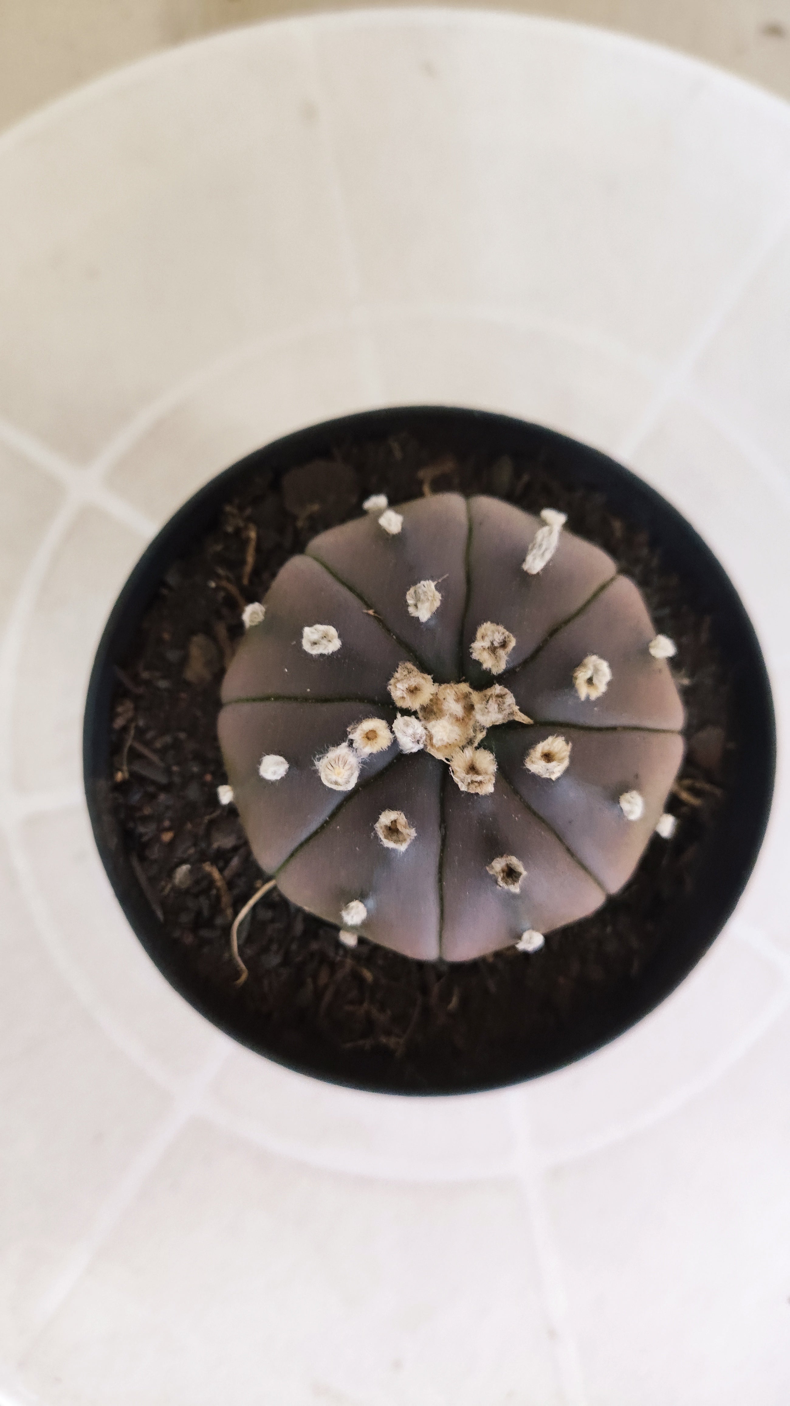 ASTROPHYTUM ASTERIAS “Purple”  Nº 1261 – vaso 09