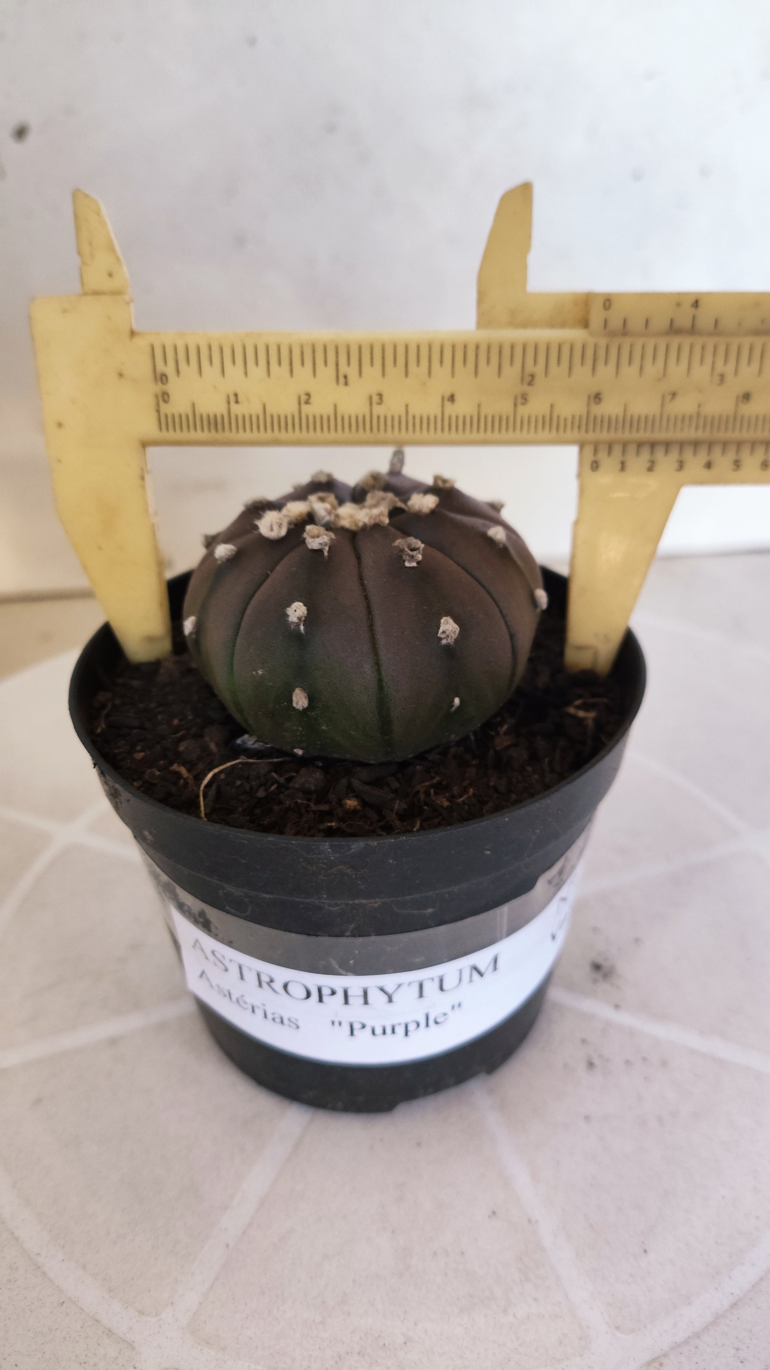 ASTROPHYTUM ASTERIAS “Purple”  Nº 1261 – vaso 09