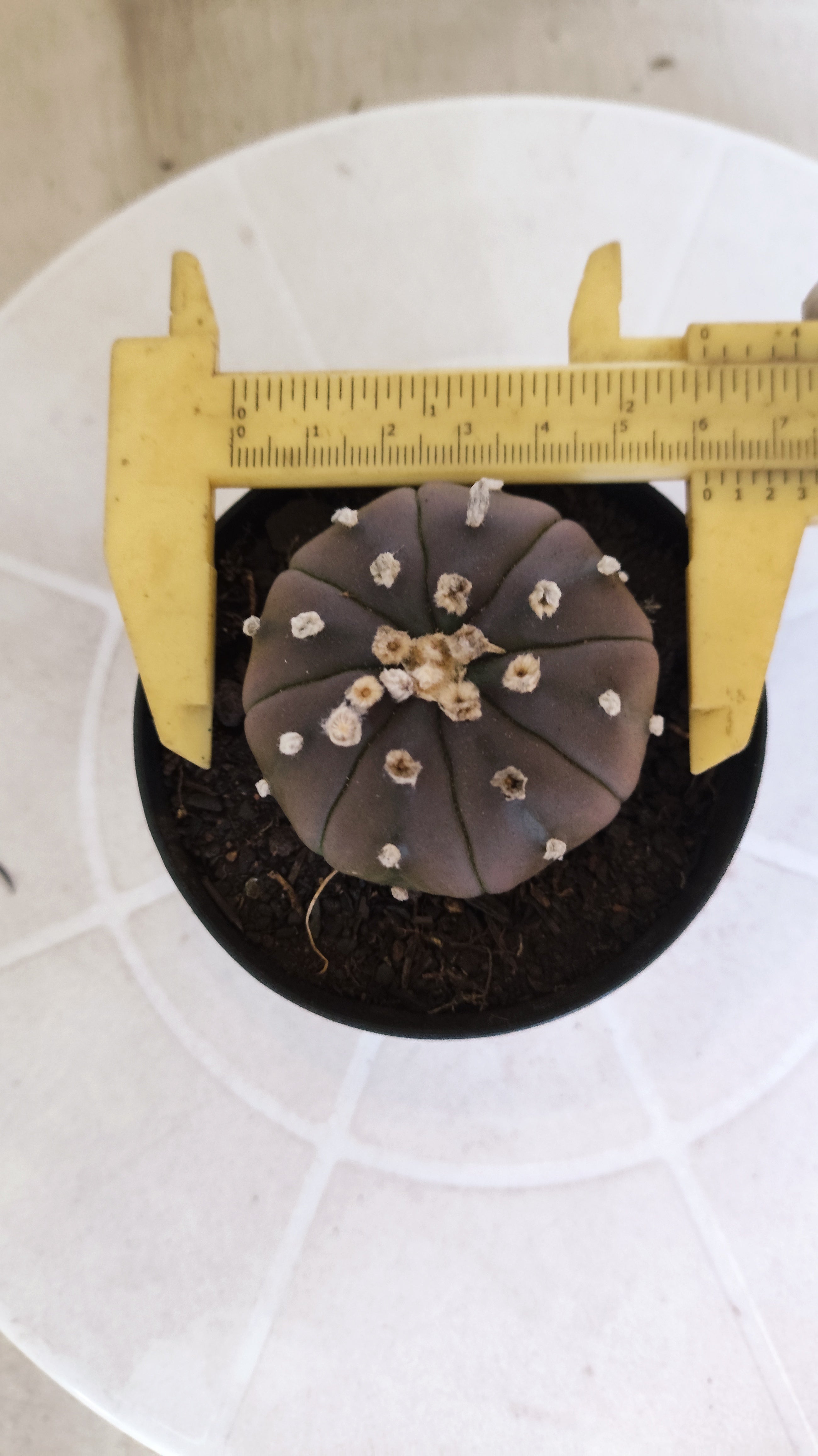 ASTROPHYTUM ASTERIAS “Purple”  Nº 1261 – vaso 09
