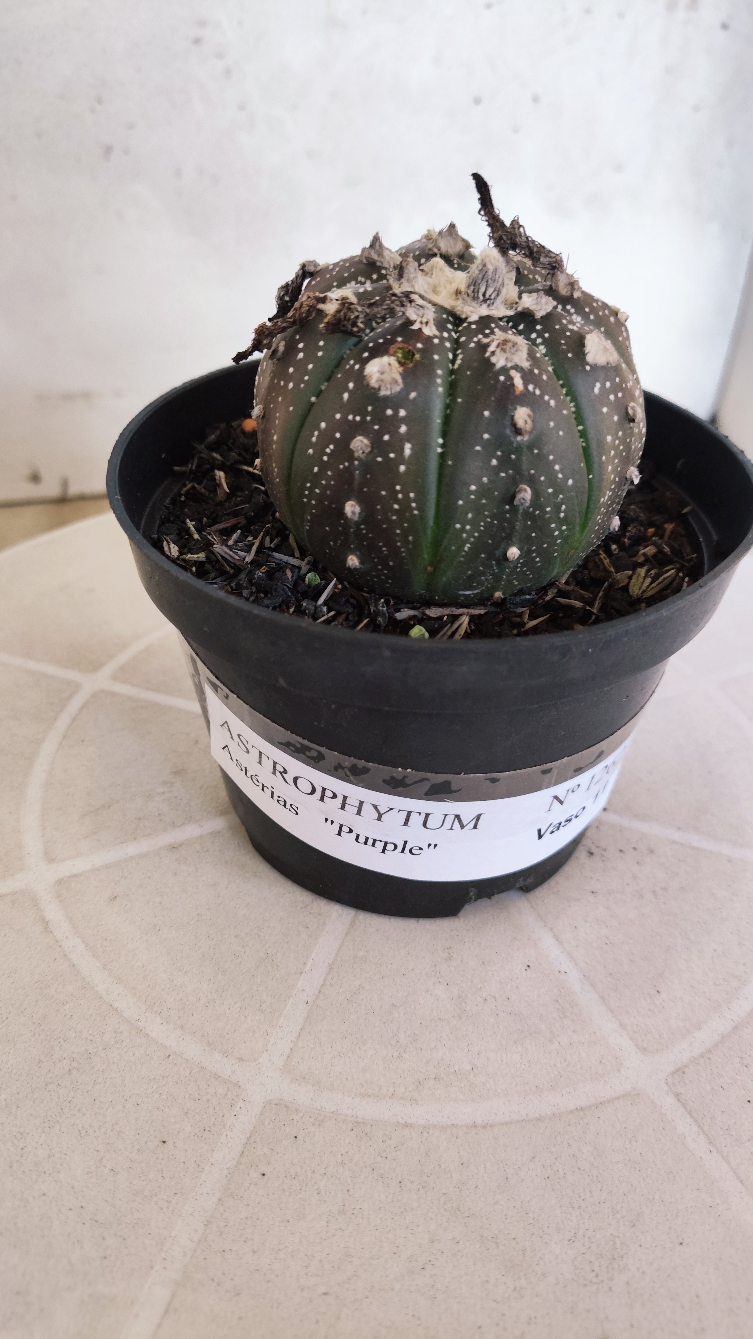 ASTROPHYTUM ASTERIAS “Purple”  Nº 1262 – vaso 11