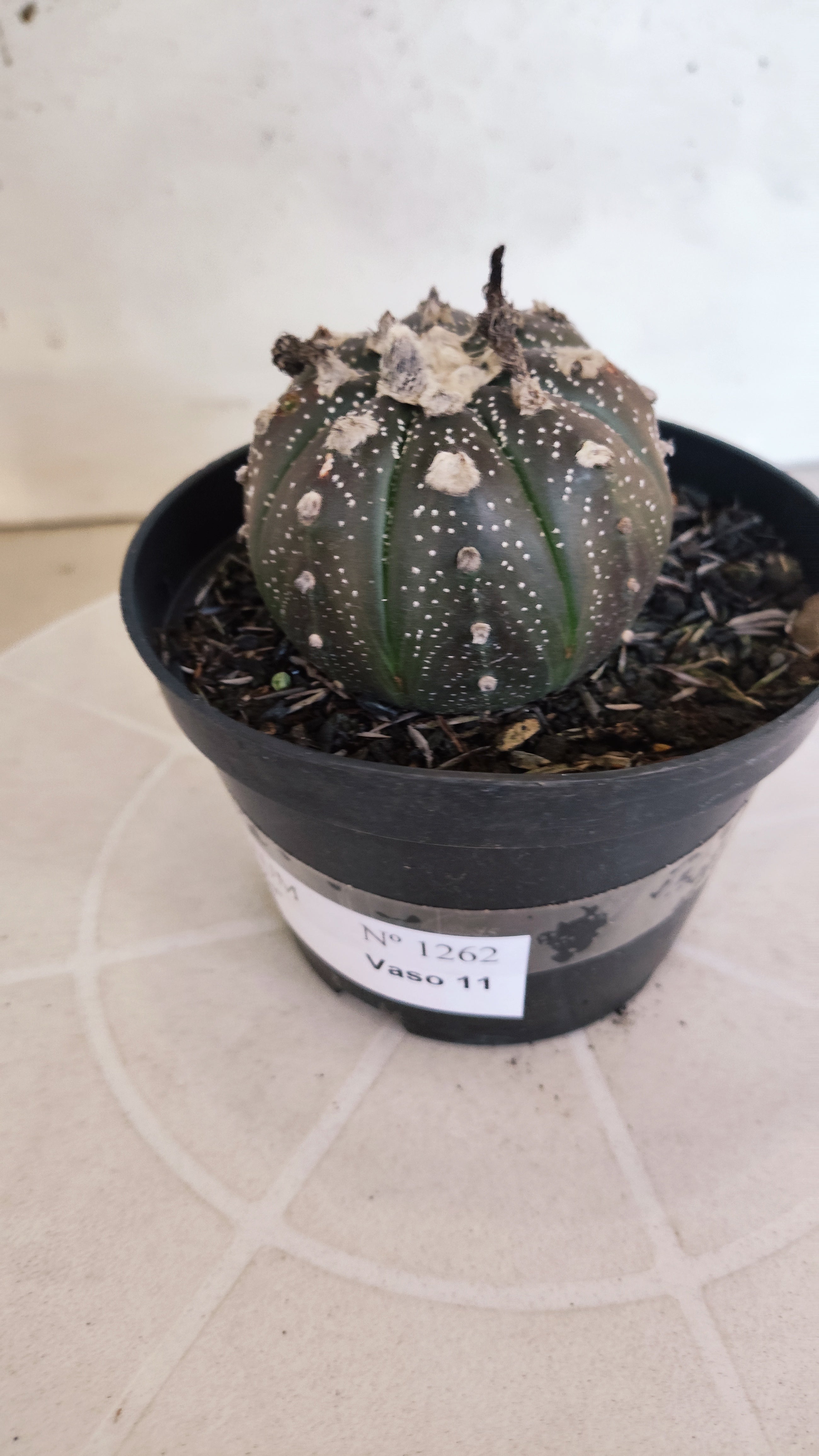 ASTROPHYTUM ASTERIAS “Purple”  Nº 1262 – vaso 11