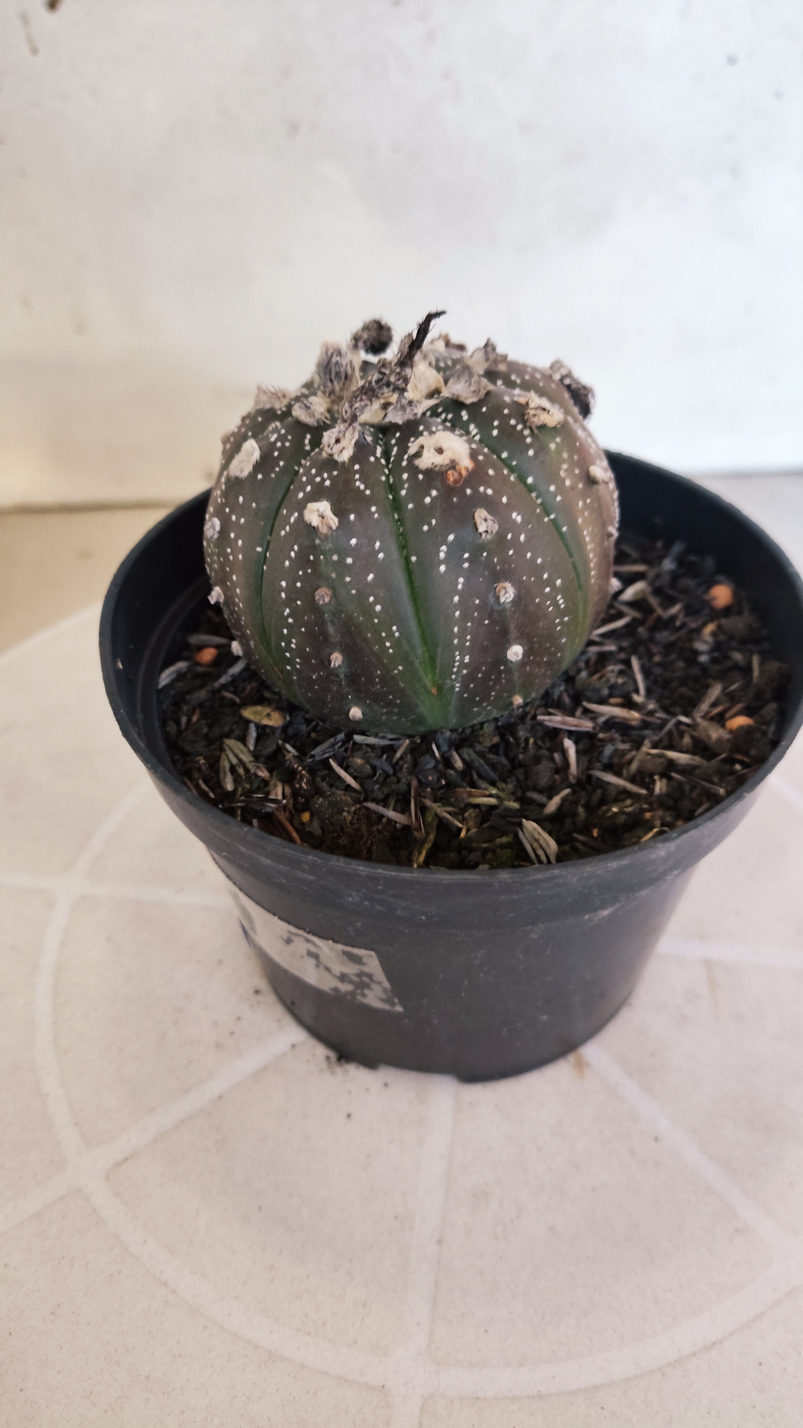 ASTROPHYTUM ASTERIAS “Purple”  Nº 1262 – vaso 11