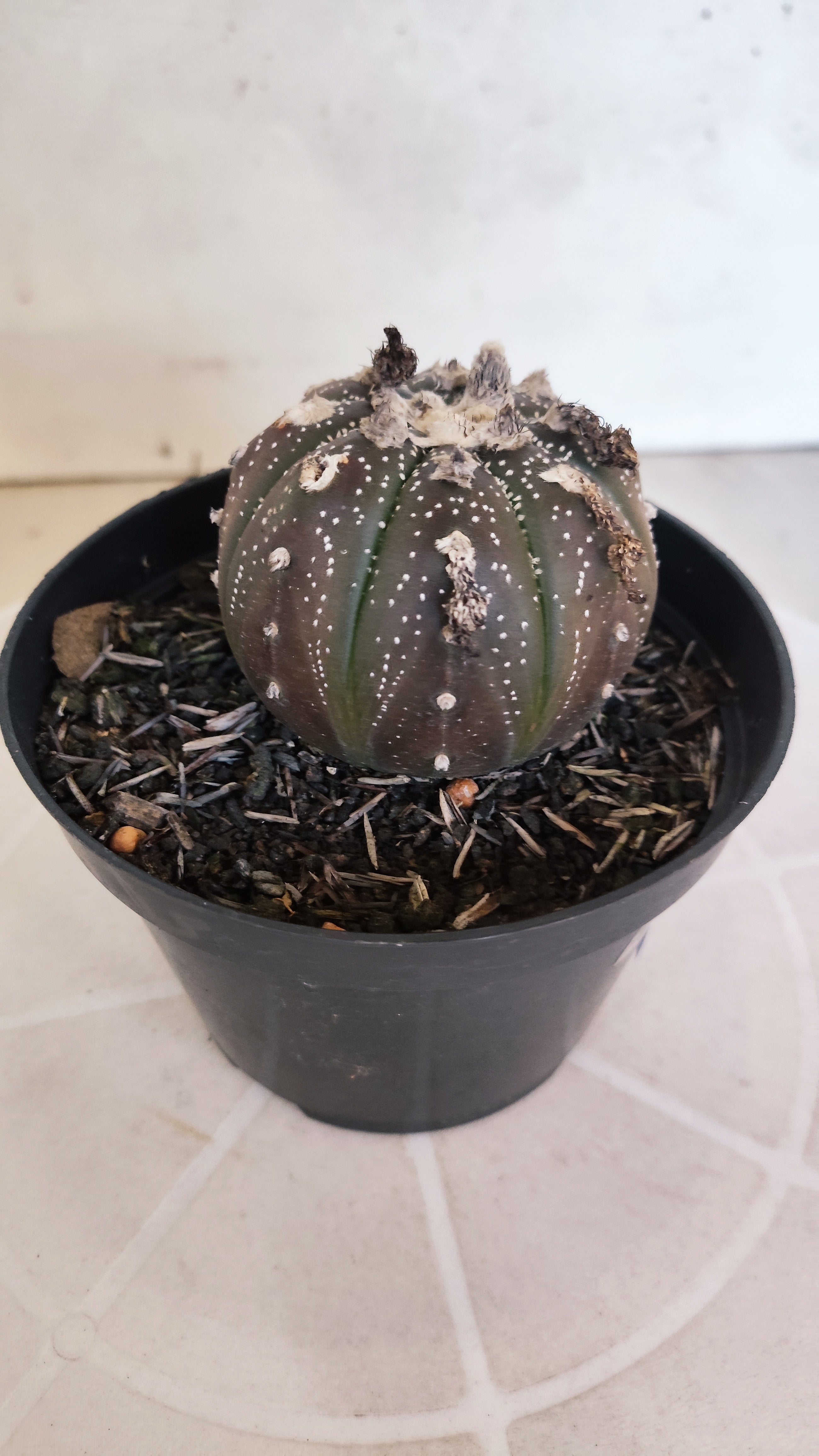 ASTROPHYTUM ASTERIAS “Purple”  Nº 1262 – vaso 11