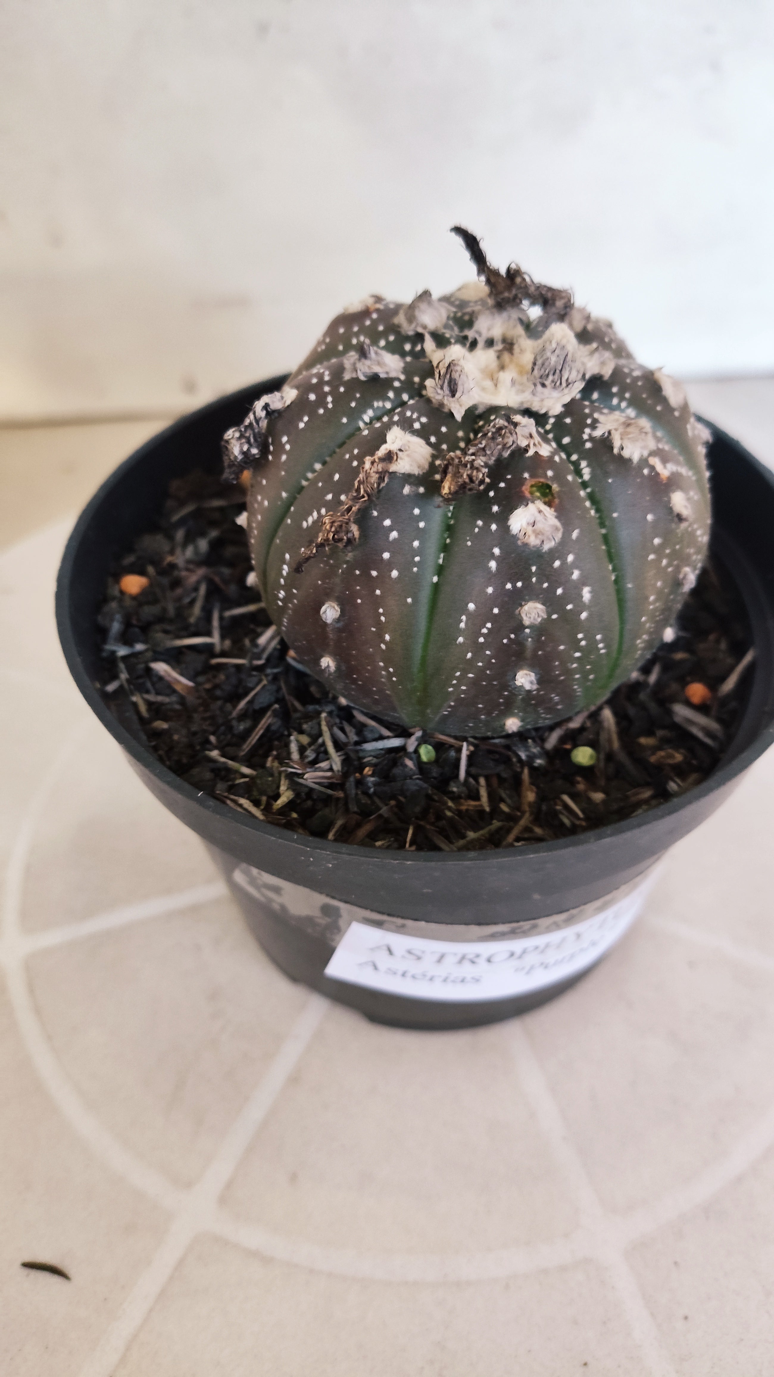 ASTROPHYTUM ASTERIAS “Purple”  Nº 1262 – vaso 11