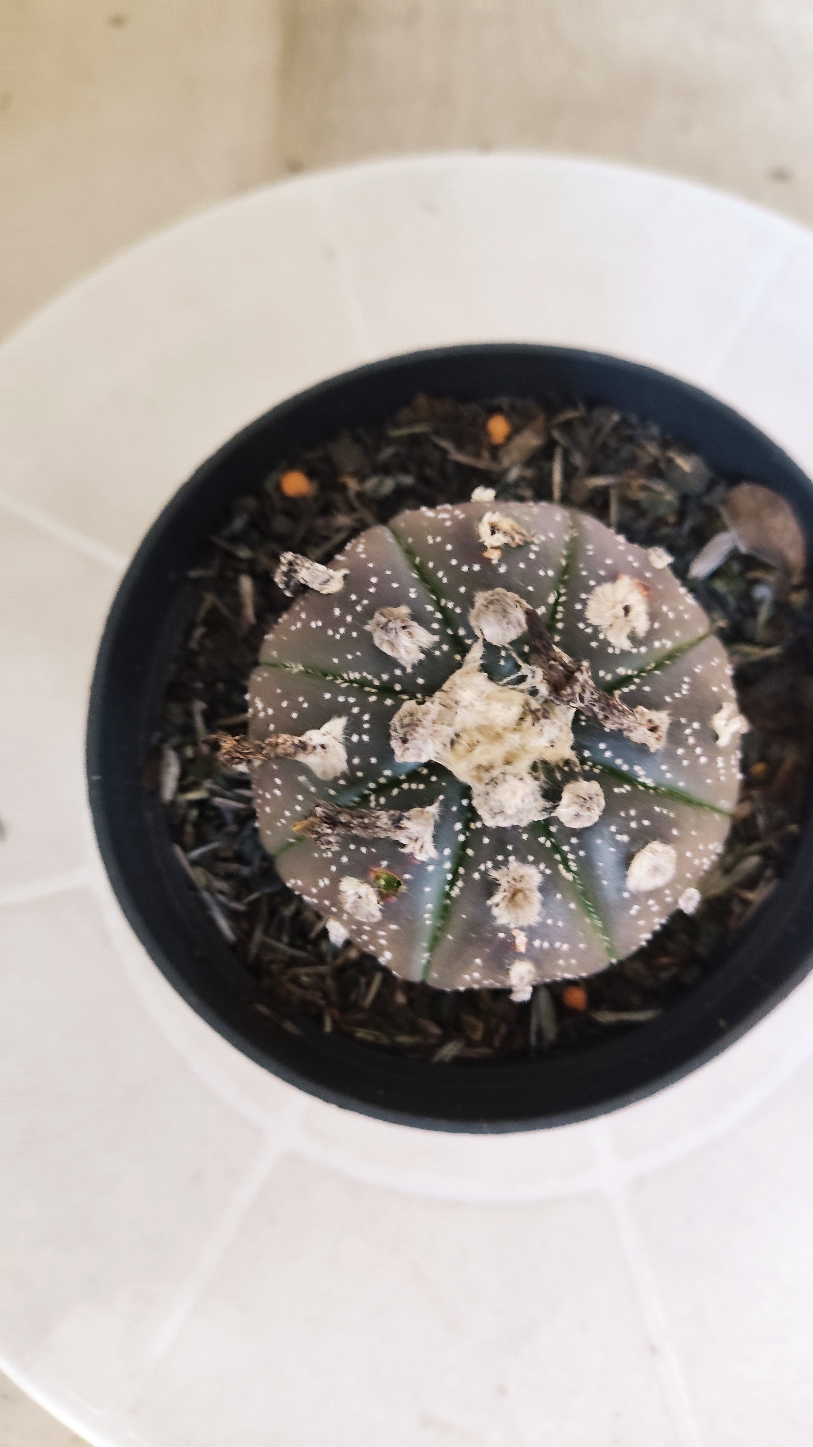 ASTROPHYTUM ASTERIAS “Purple”  Nº 1262 – vaso 11