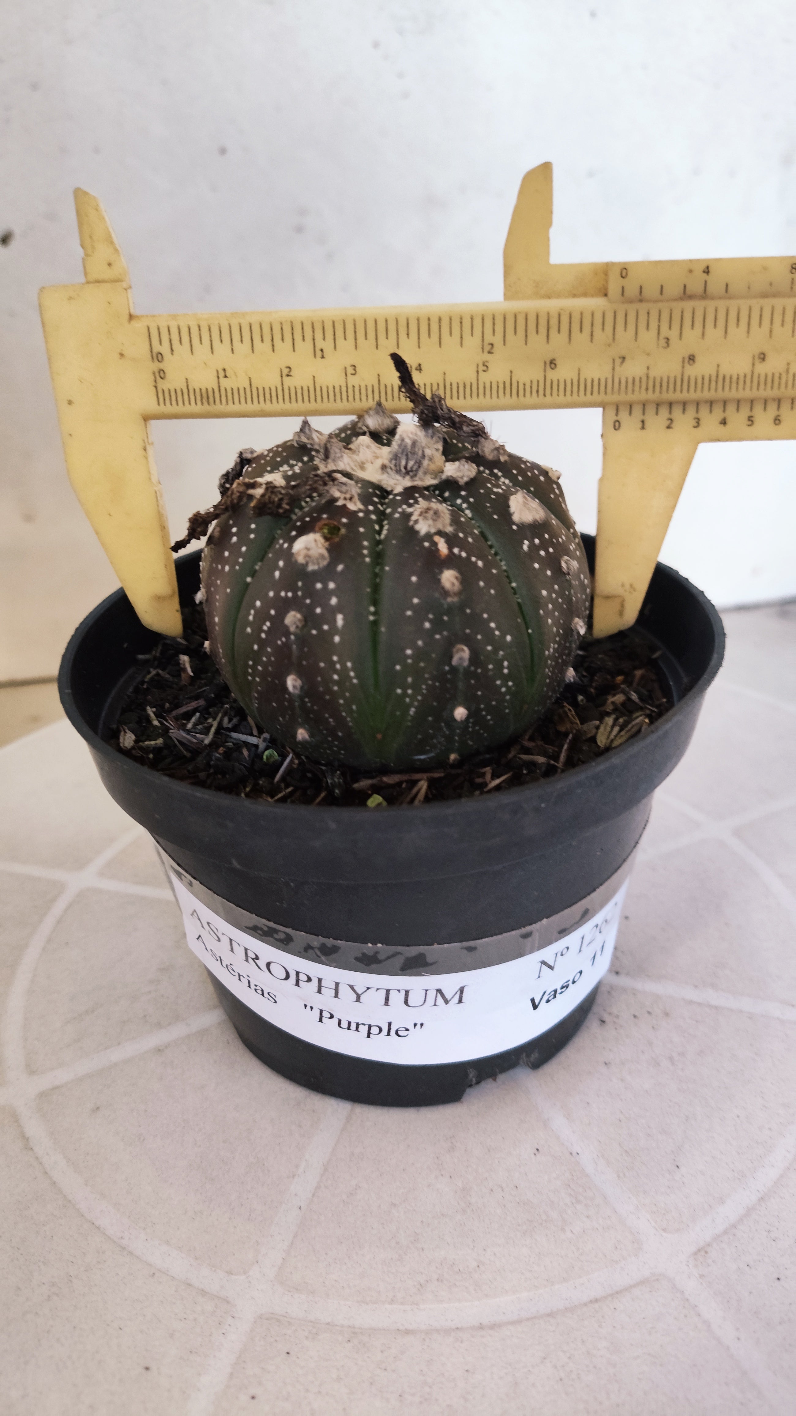 ASTROPHYTUM ASTERIAS “Purple”  Nº 1262 – vaso 11