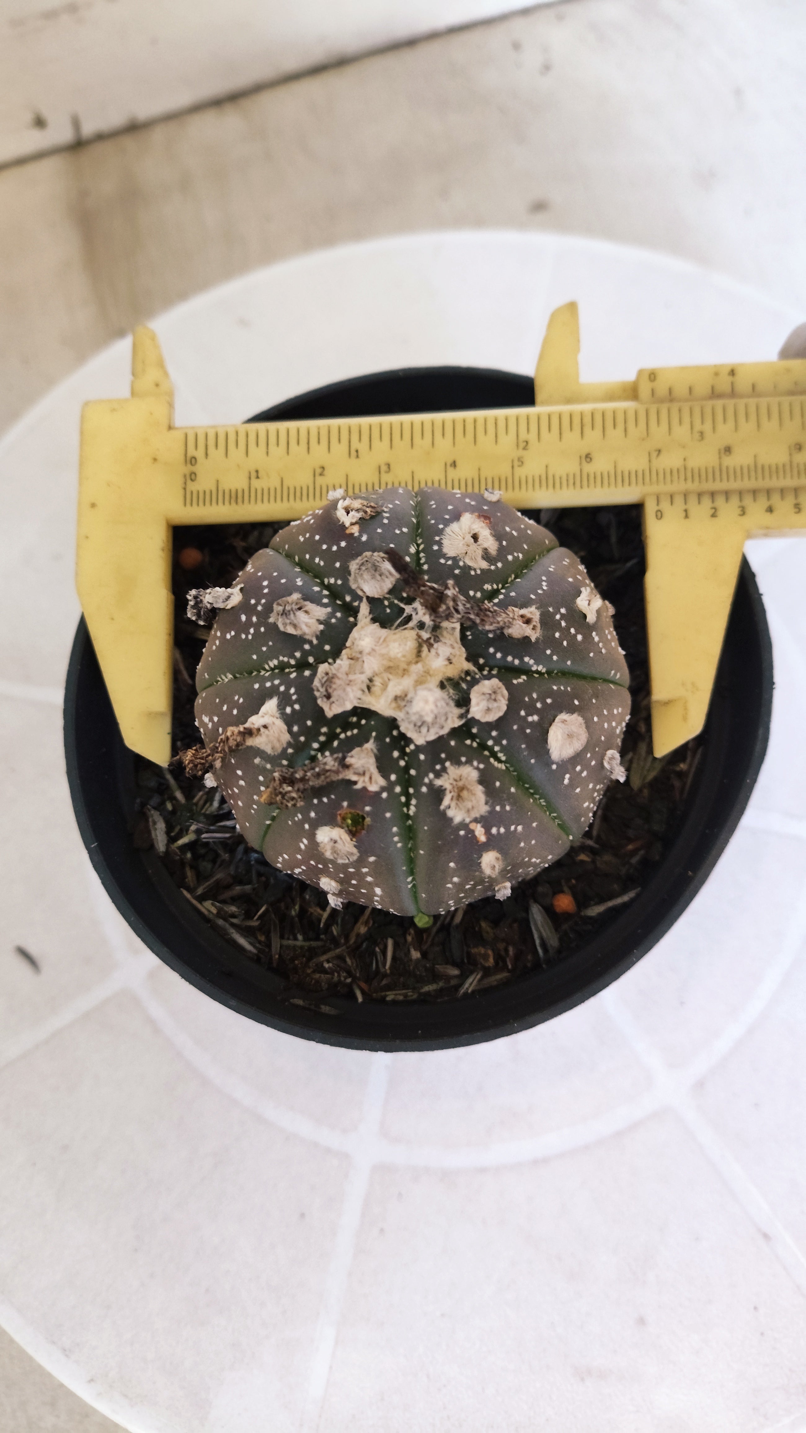 ASTROPHYTUM ASTERIAS “Purple”  Nº 1262 – vaso 11