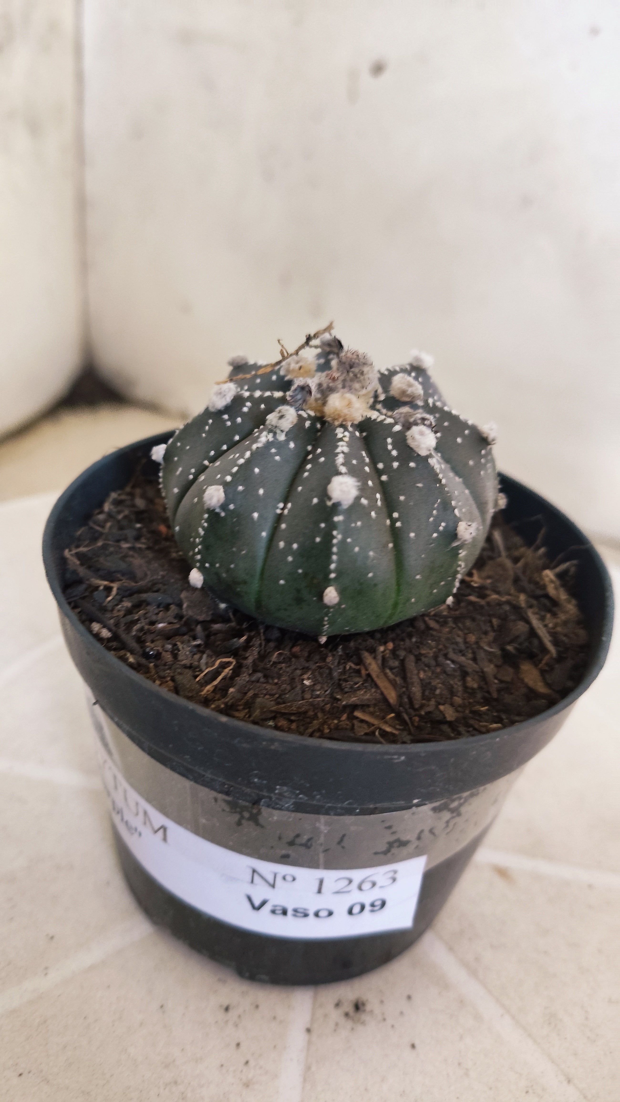 ASTROPHYTUM ASTERIAS “Purple”  Nº 1263 – vaso 09