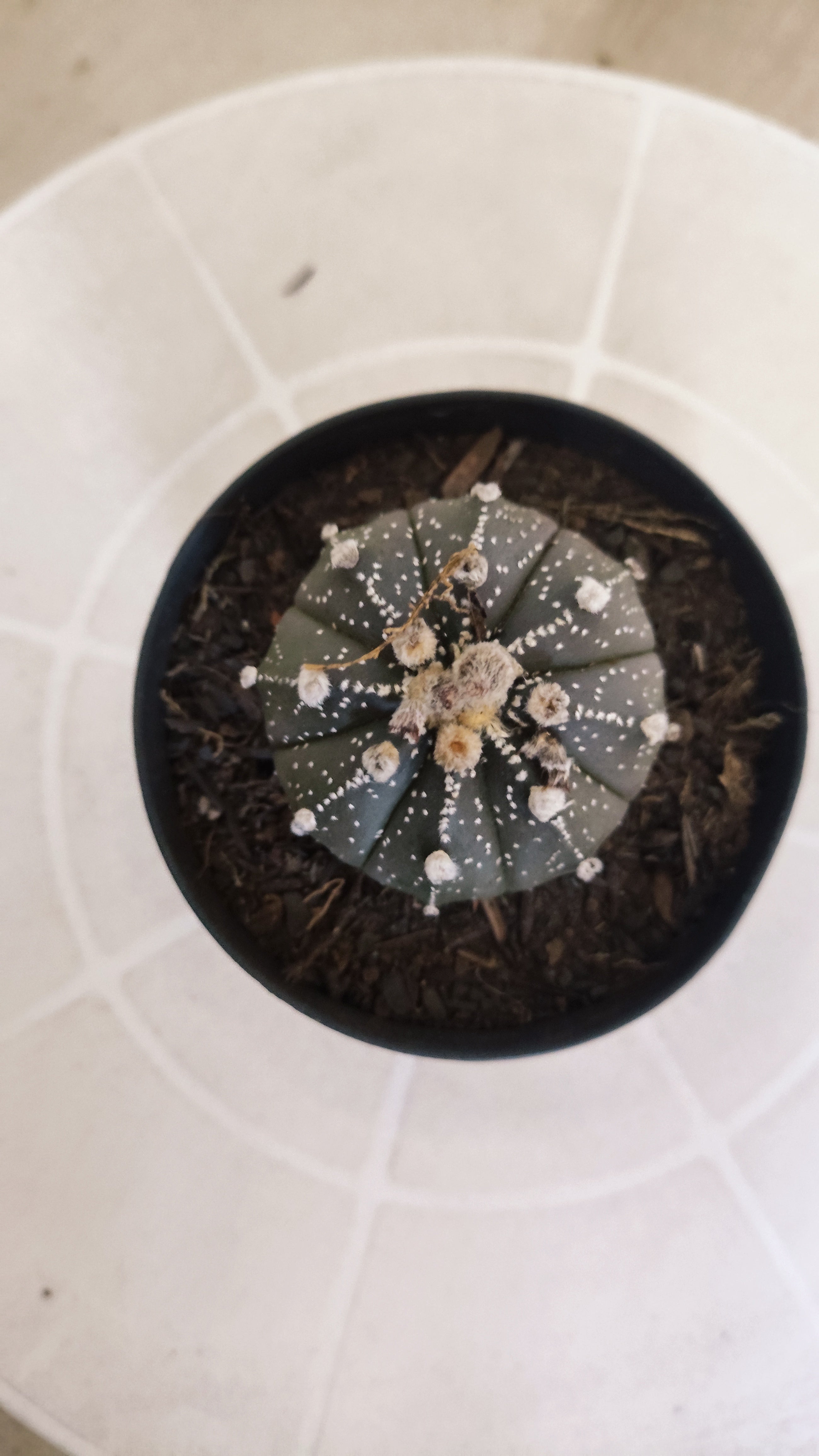 ASTROPHYTUM ASTERIAS “Purple”  Nº 1263 – vaso 09