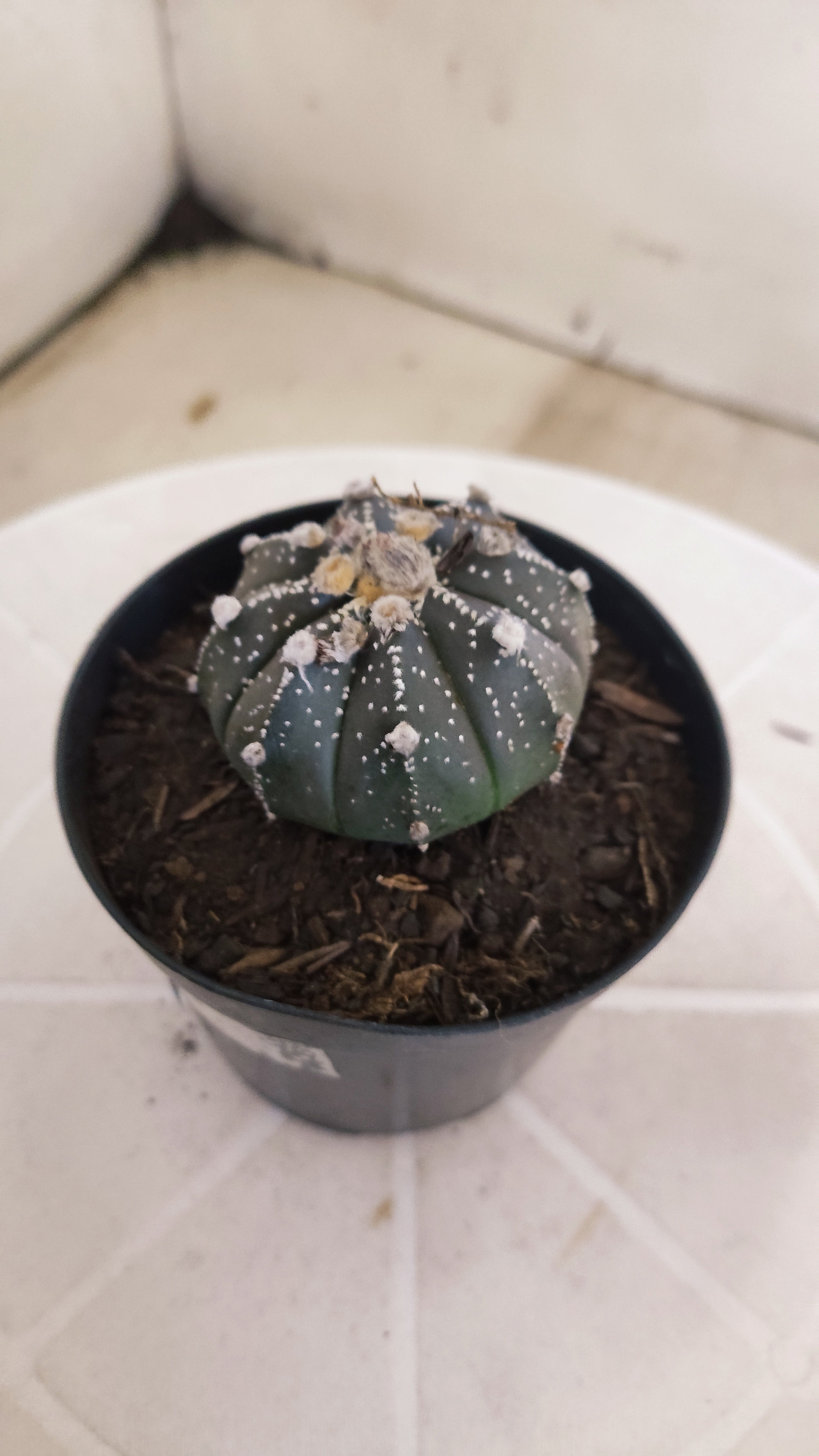ASTROPHYTUM ASTERIAS “Purple”  Nº 1263 – vaso 09