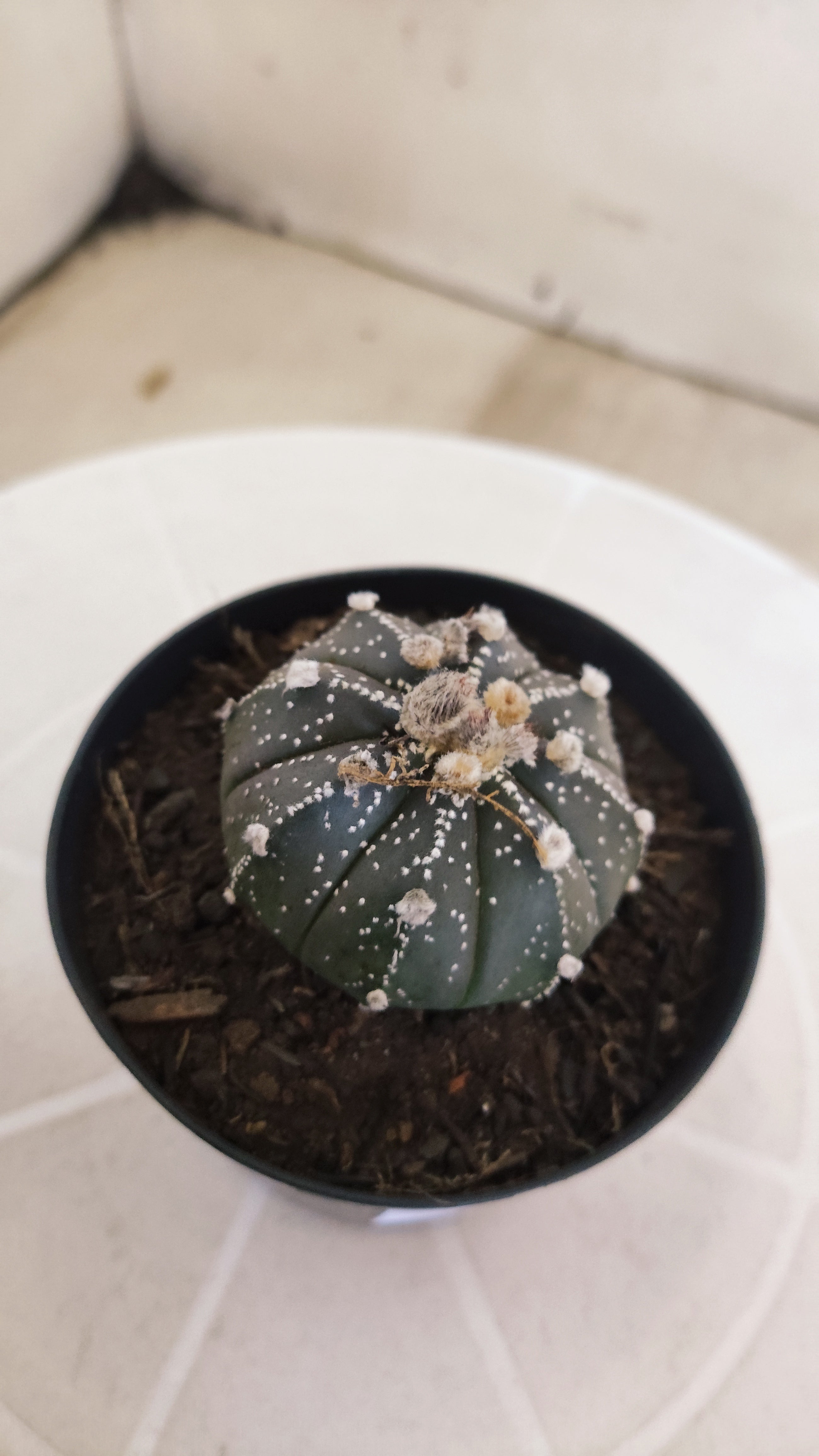 ASTROPHYTUM ASTERIAS “Purple”  Nº 1263 – vaso 09