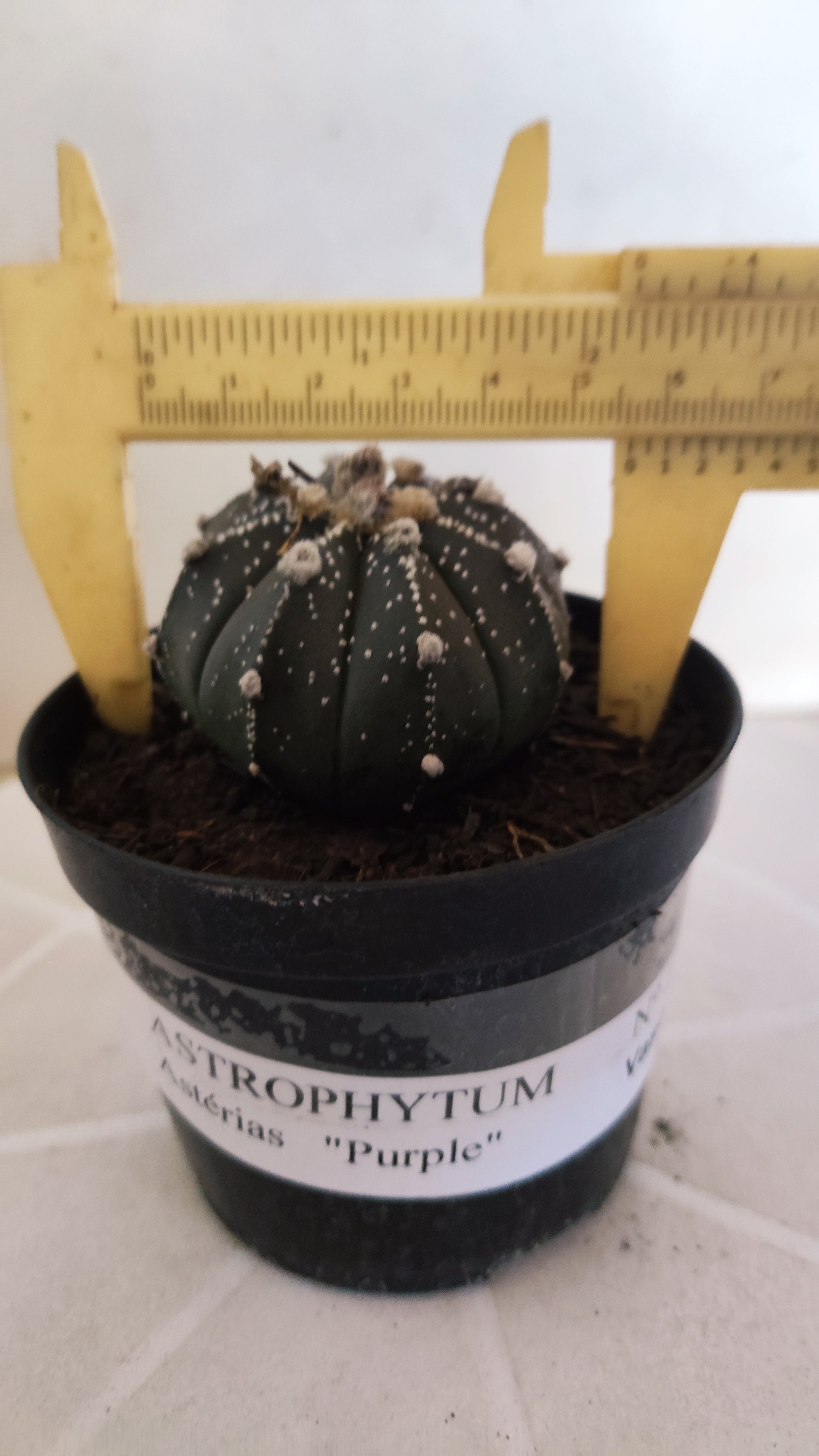 ASTROPHYTUM ASTERIAS “Purple”  Nº 1263 – vaso 09