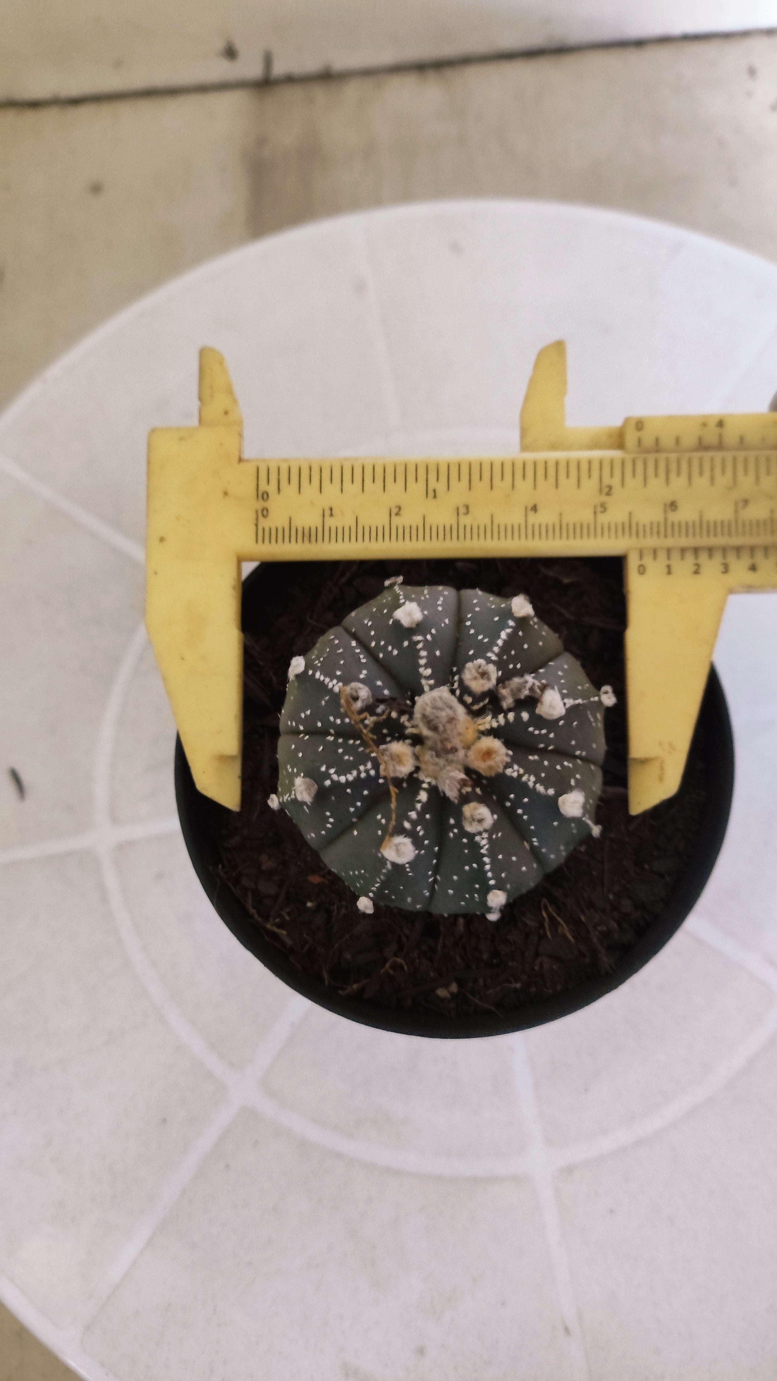 ASTROPHYTUM ASTERIAS “Purple”  Nº 1263 – vaso 09