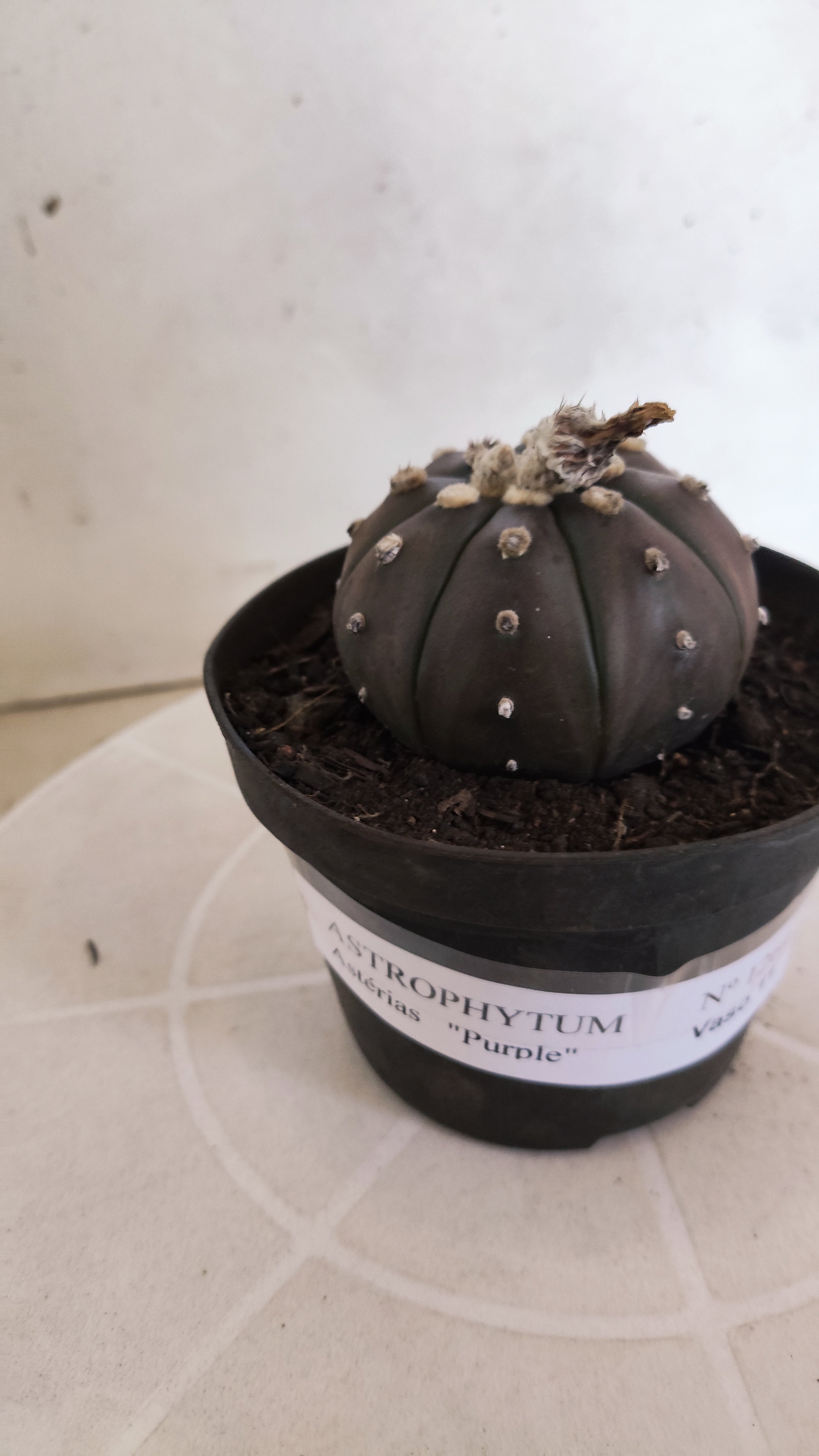 ASTROPHYTUM ASTERIAS “Purple”  Nº 1264 – vaso 11