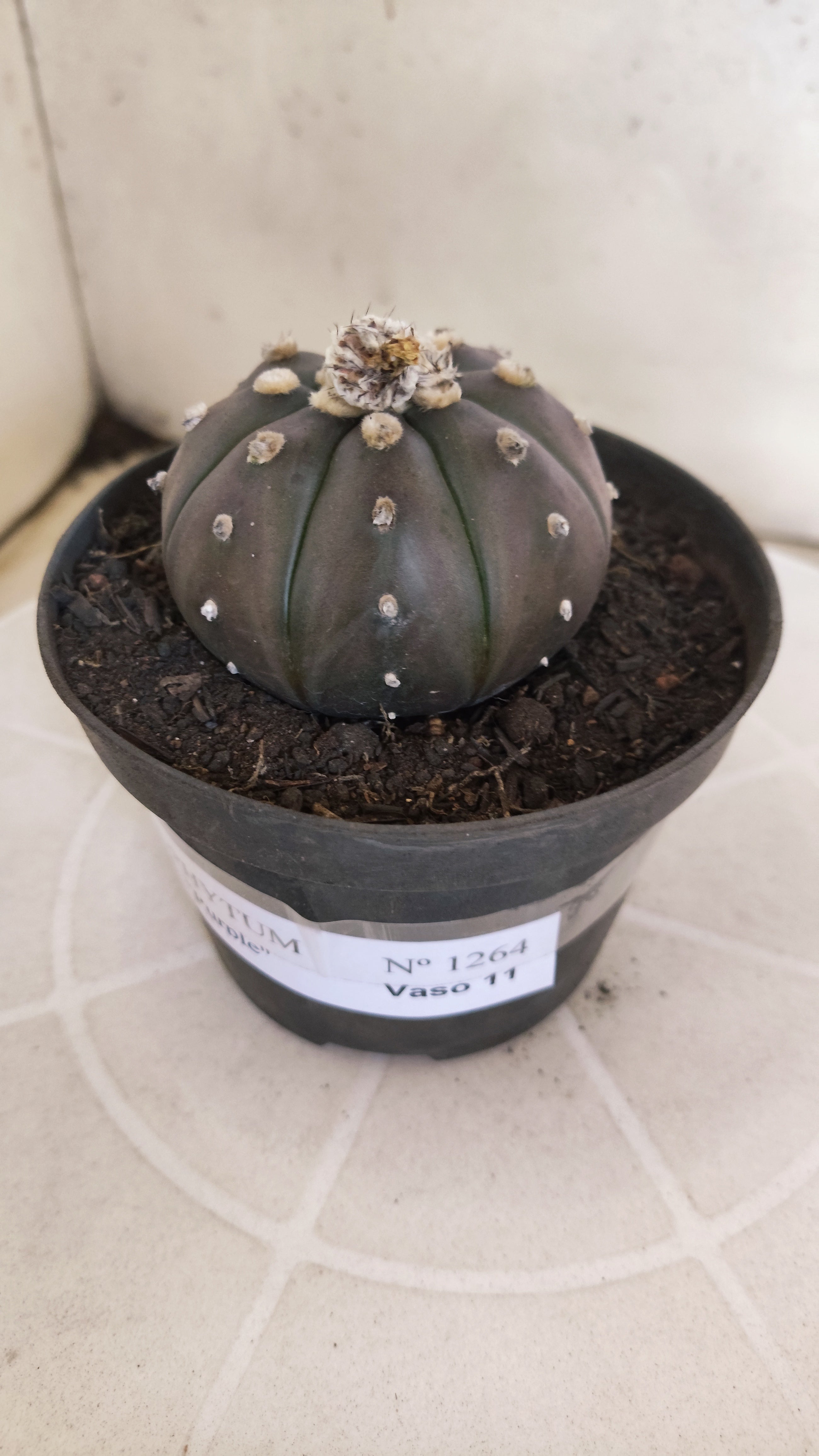 ASTROPHYTUM ASTERIAS “Purple”  Nº 1264 – vaso 11