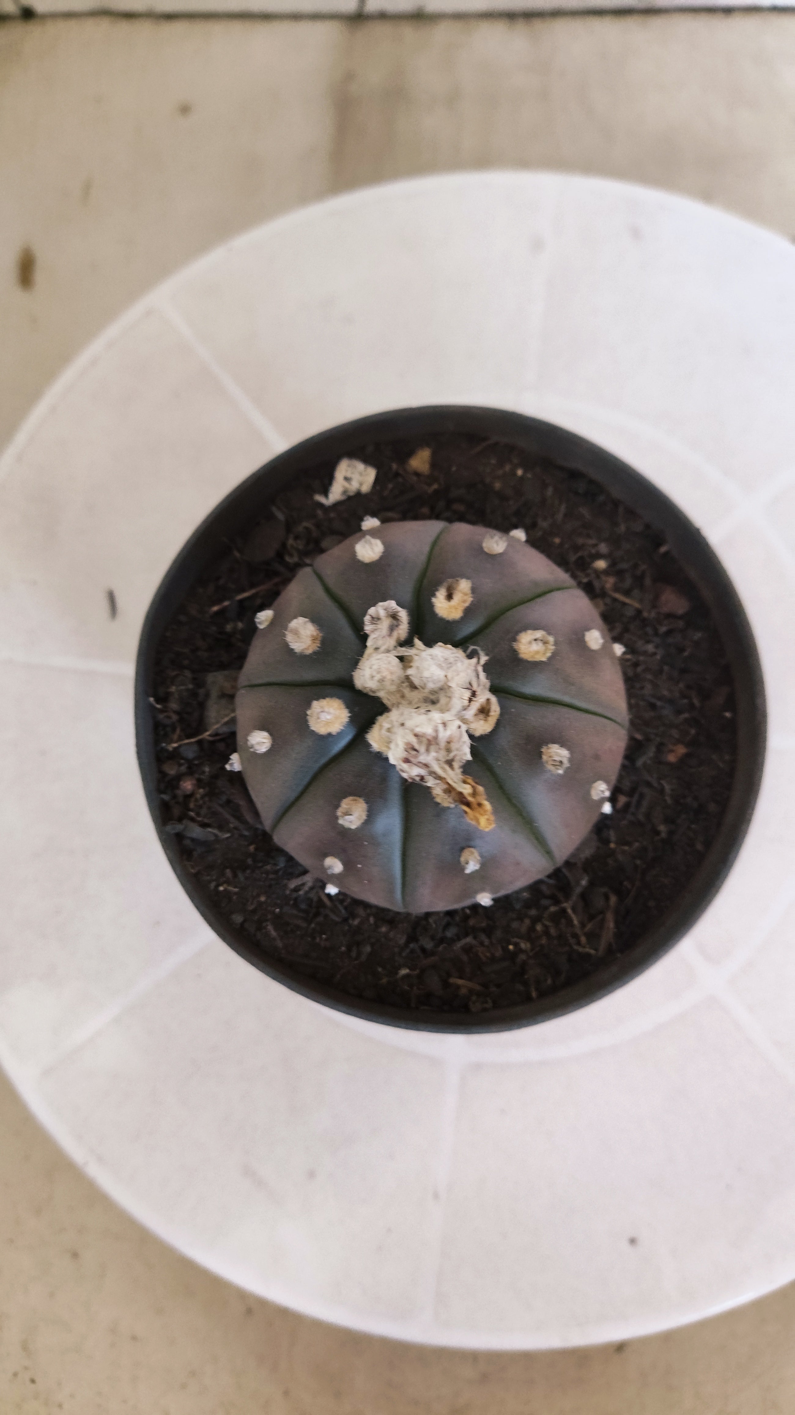 ASTROPHYTUM ASTERIAS “Purple”  Nº 1264 – vaso 11