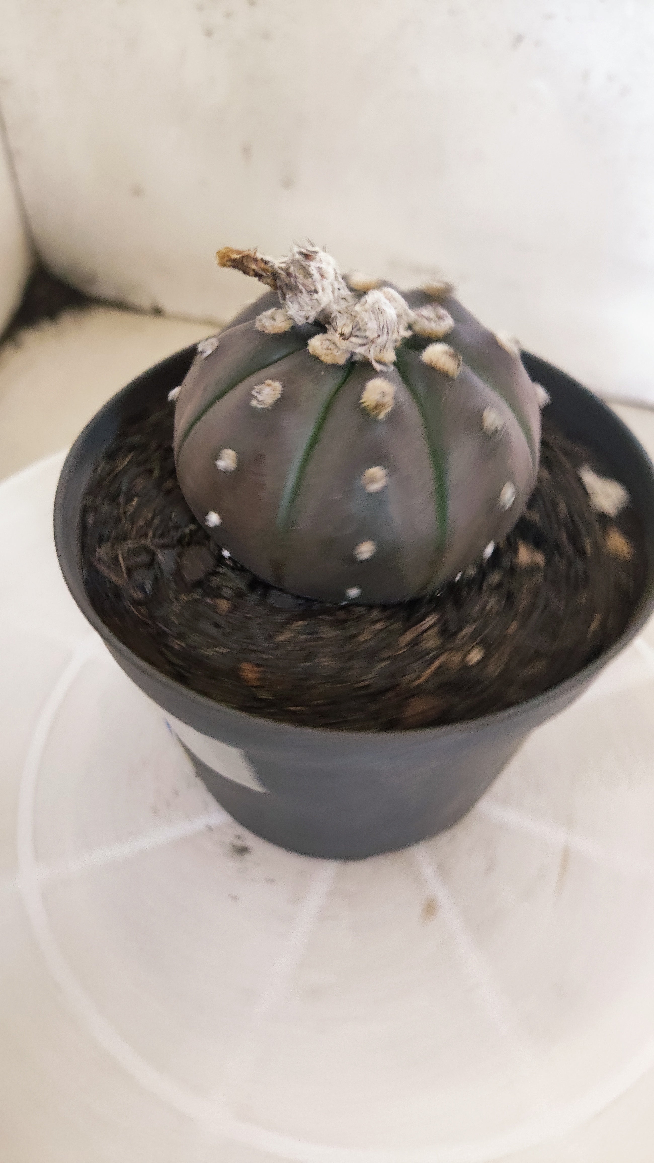ASTROPHYTUM ASTERIAS “Purple”  Nº 1264 – vaso 11