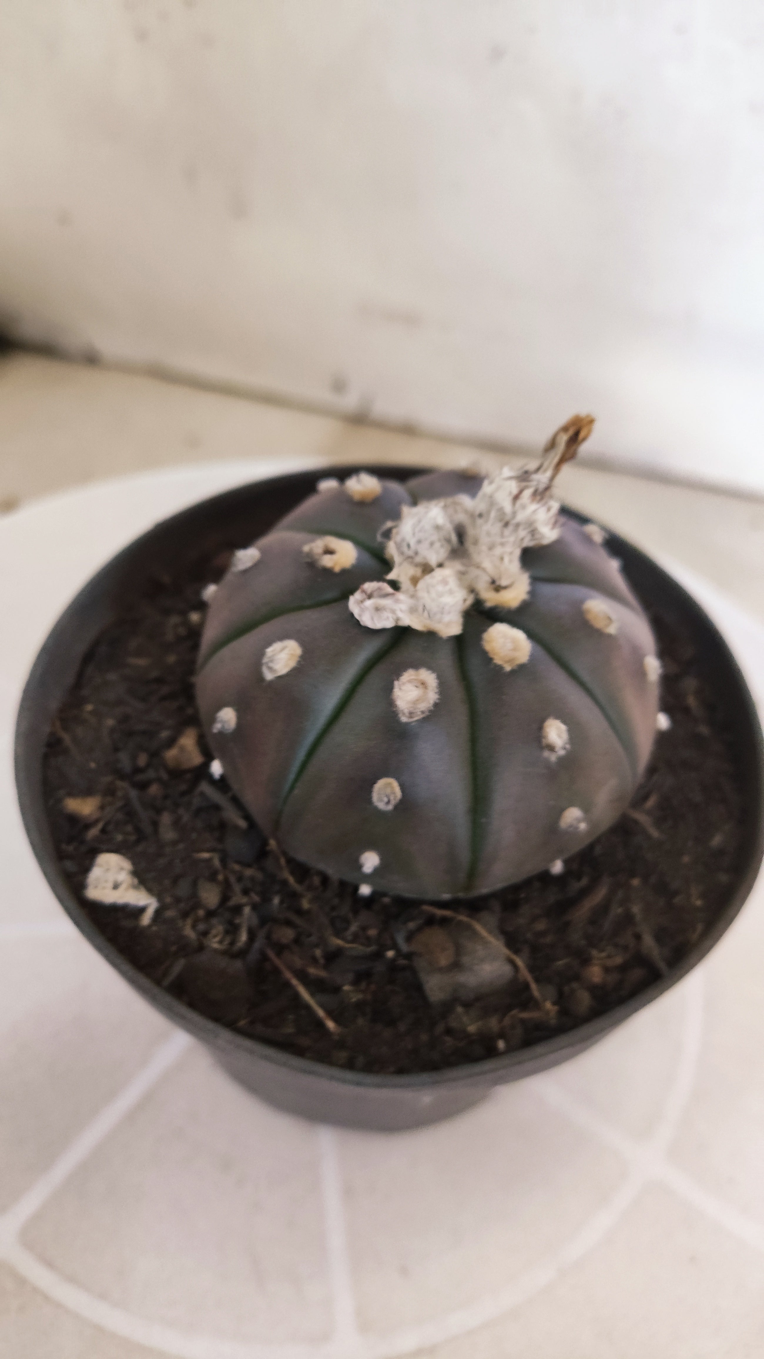 ASTROPHYTUM ASTERIAS “Purple”  Nº 1264 – vaso 11