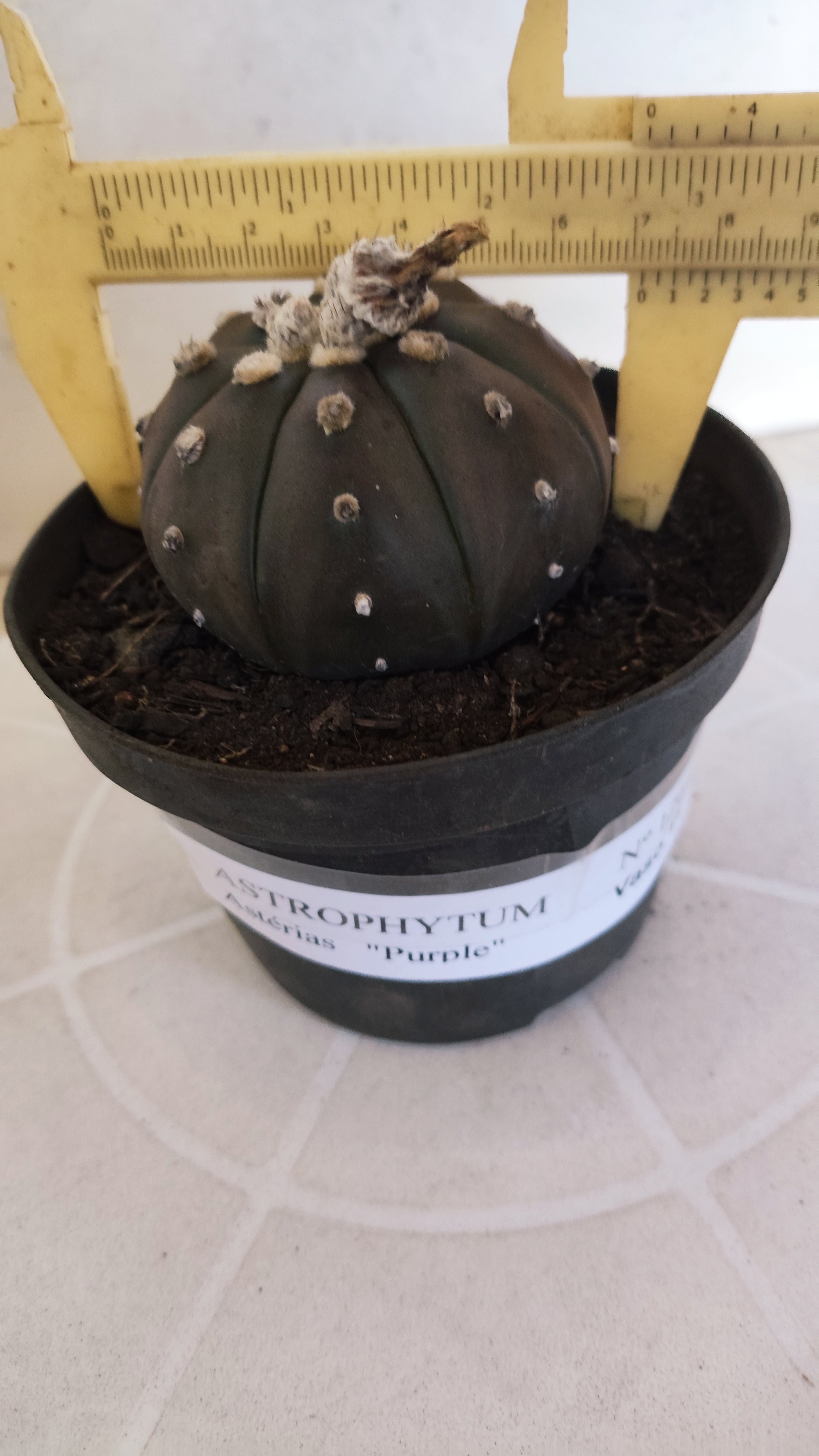 ASTROPHYTUM ASTERIAS “Purple”  Nº 1264 – vaso 11