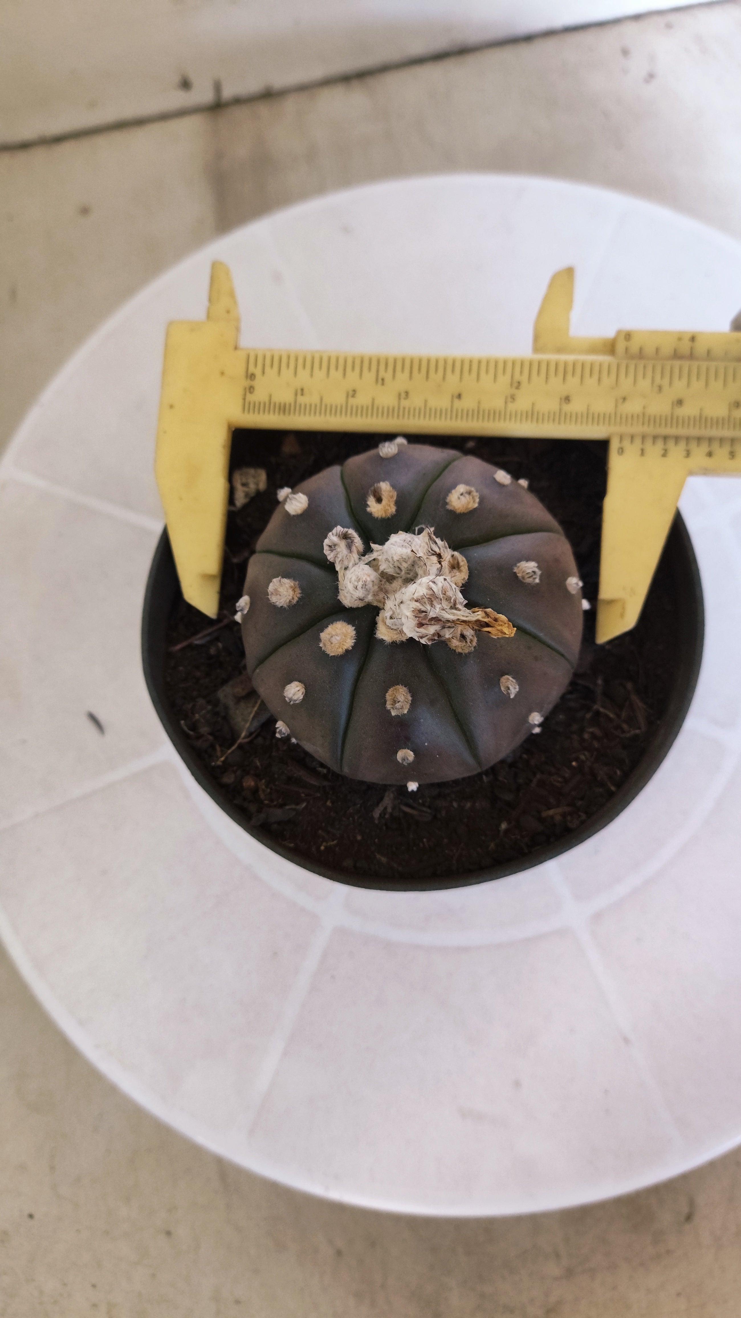 ASTROPHYTUM ASTERIAS “Purple”  Nº 1264 – vaso 11