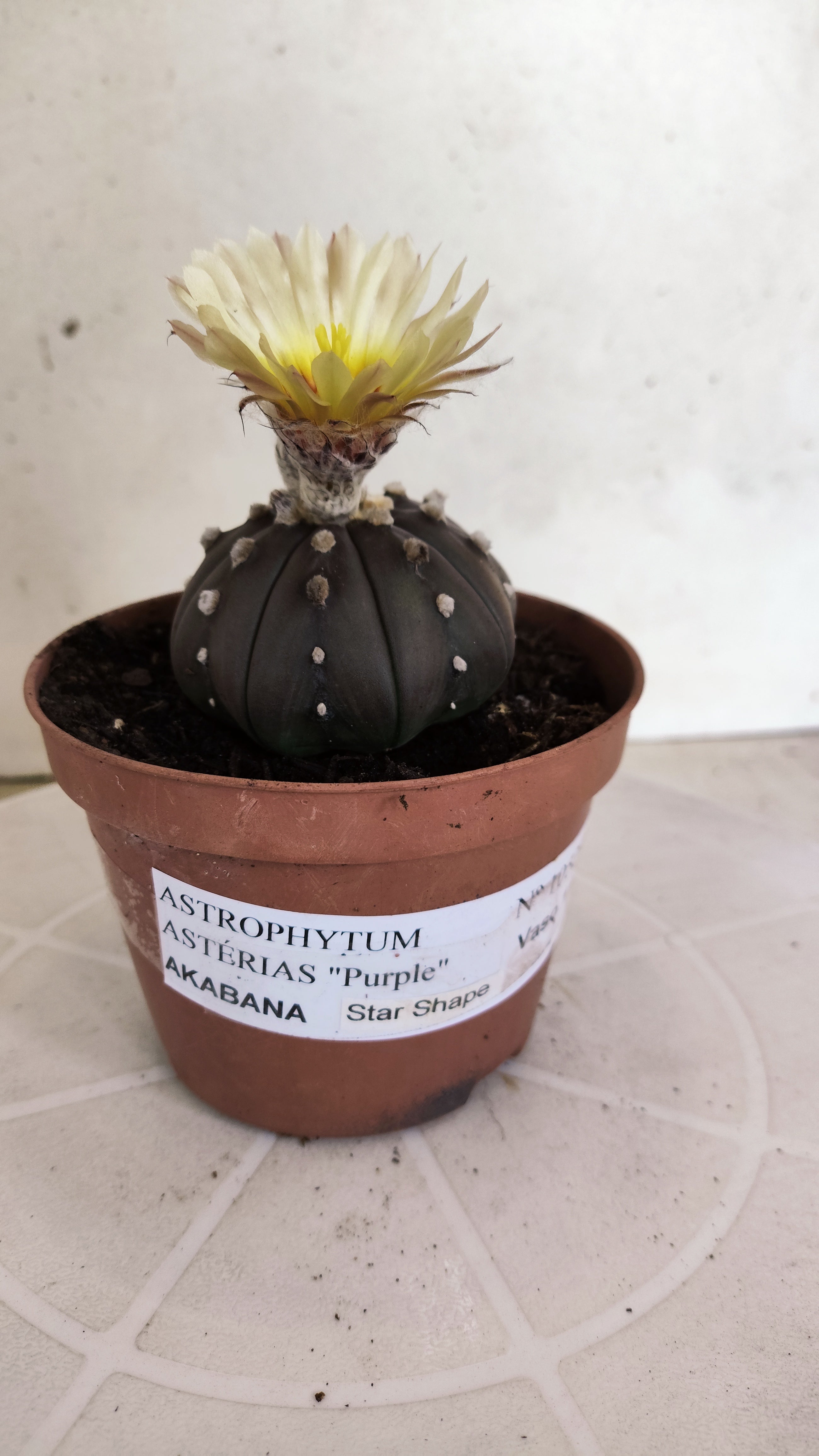 ASTROPHYTUM ASTERIAS  "Purple" STAR SHAPE "Akabana" Nº 1052 – vaso 11