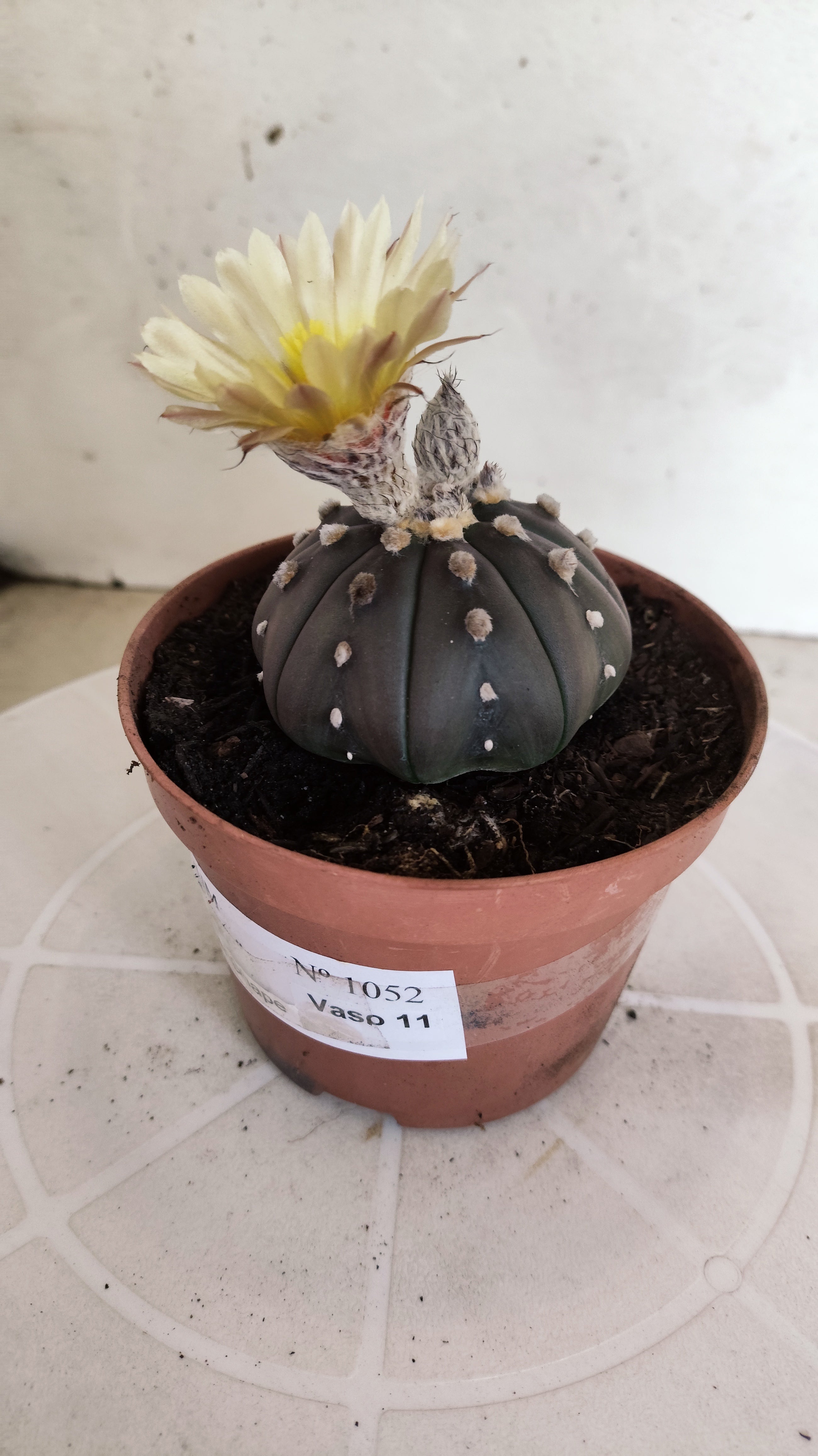 ASTROPHYTUM ASTERIAS  "Purple" STAR SHAPE "Akabana" Nº 1052 – vaso 11